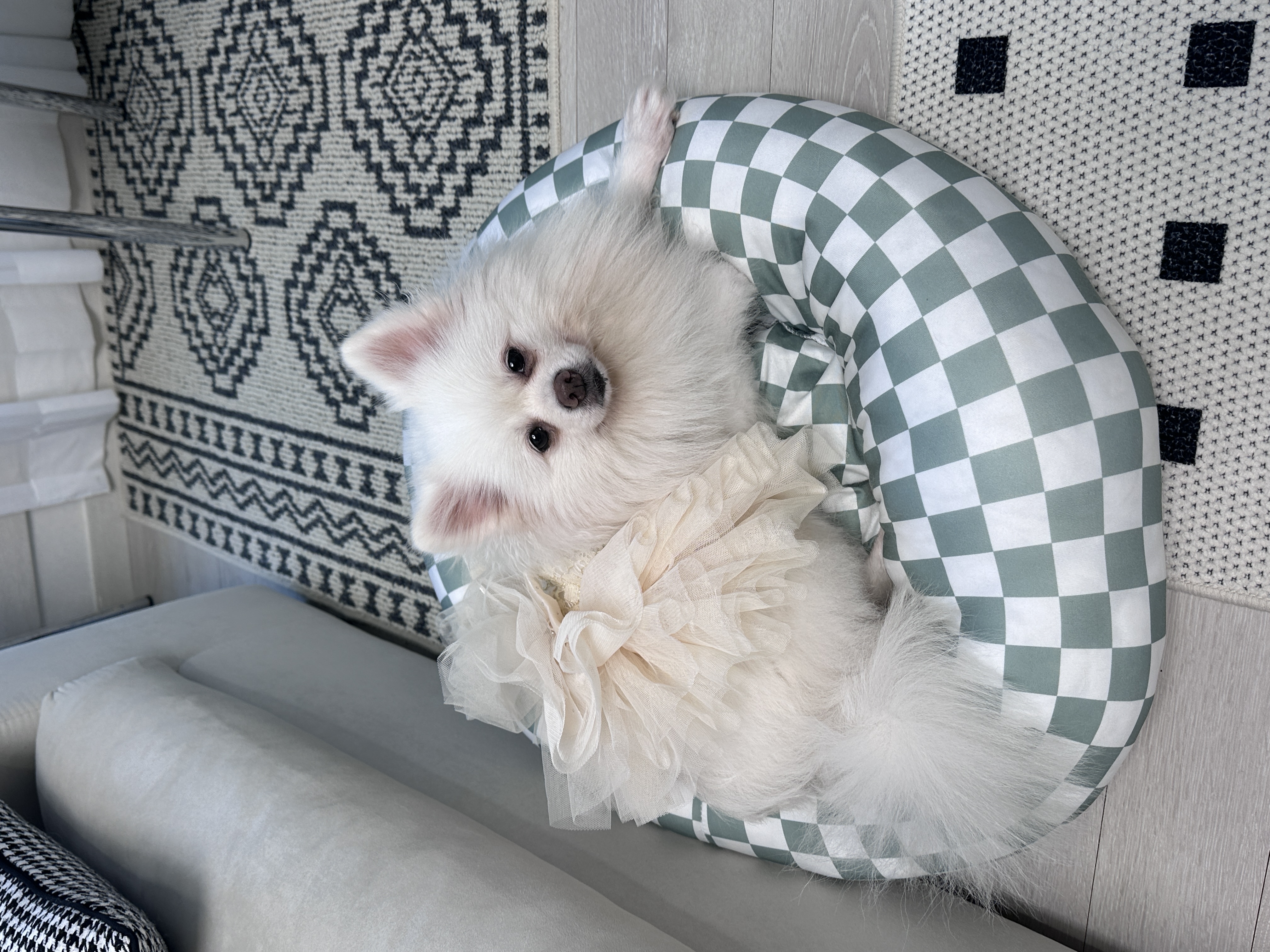 뽀나 임보 5개월차 소식!