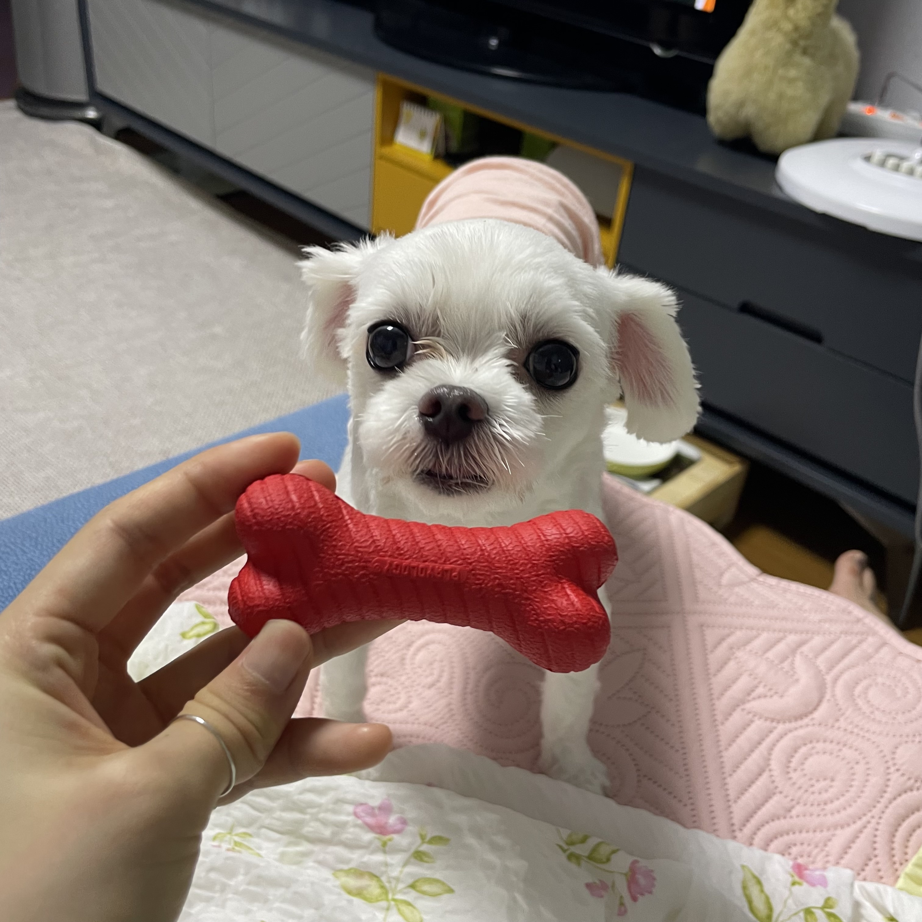 복담(구 쁘니) 5개월차