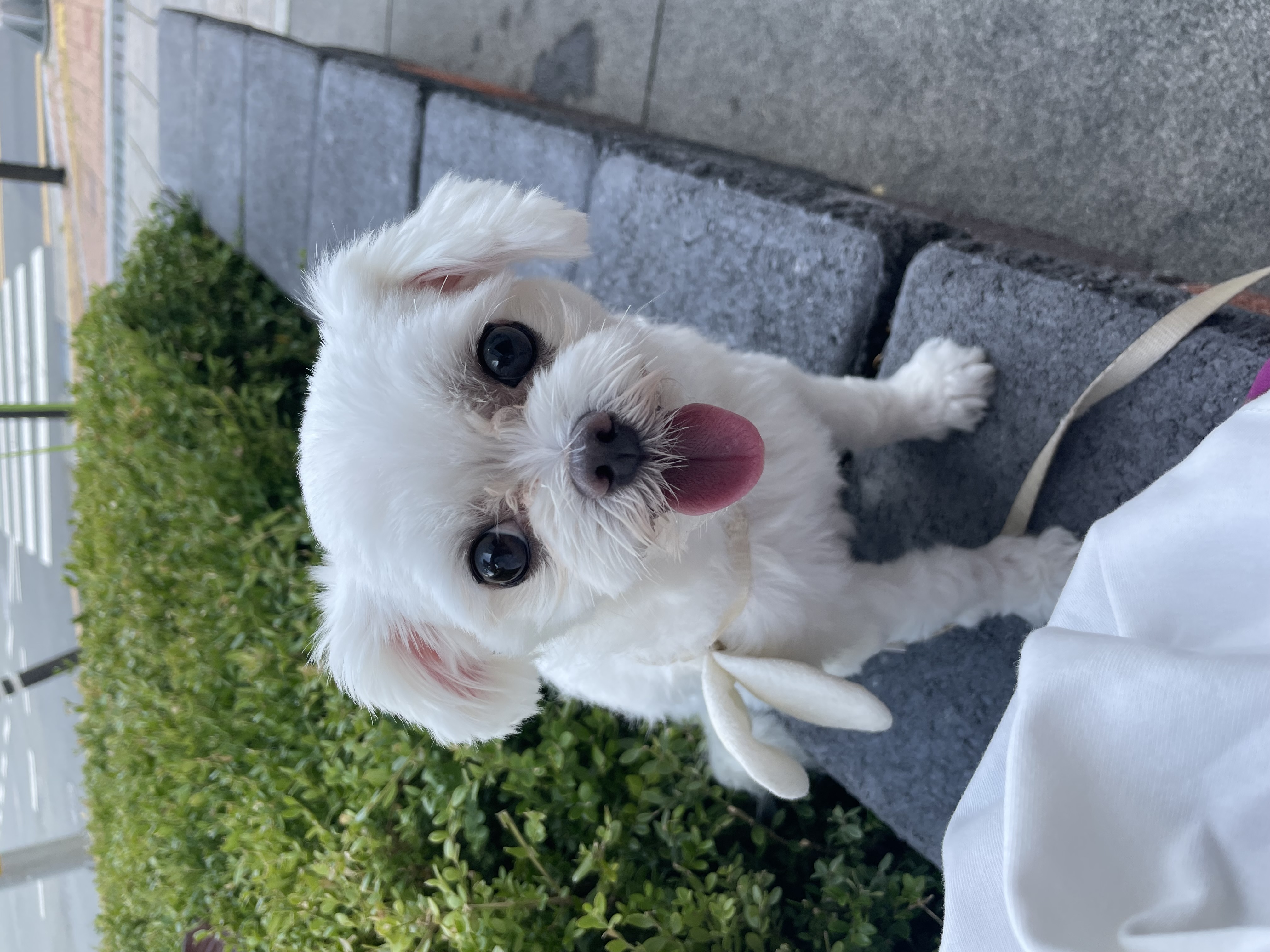 복담(구 쁘니) 5개월차