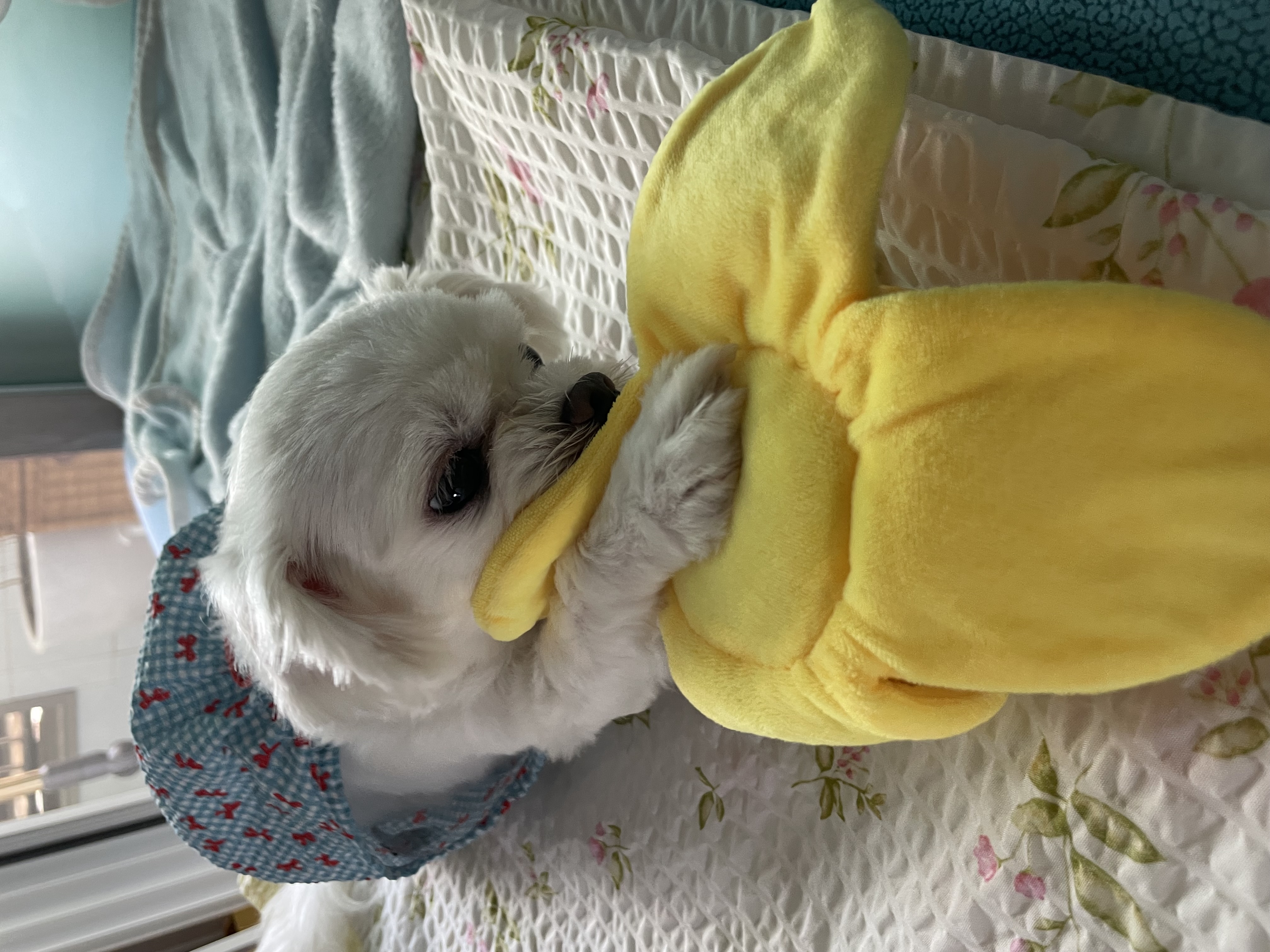 복담(구 쁘니) 5개월차