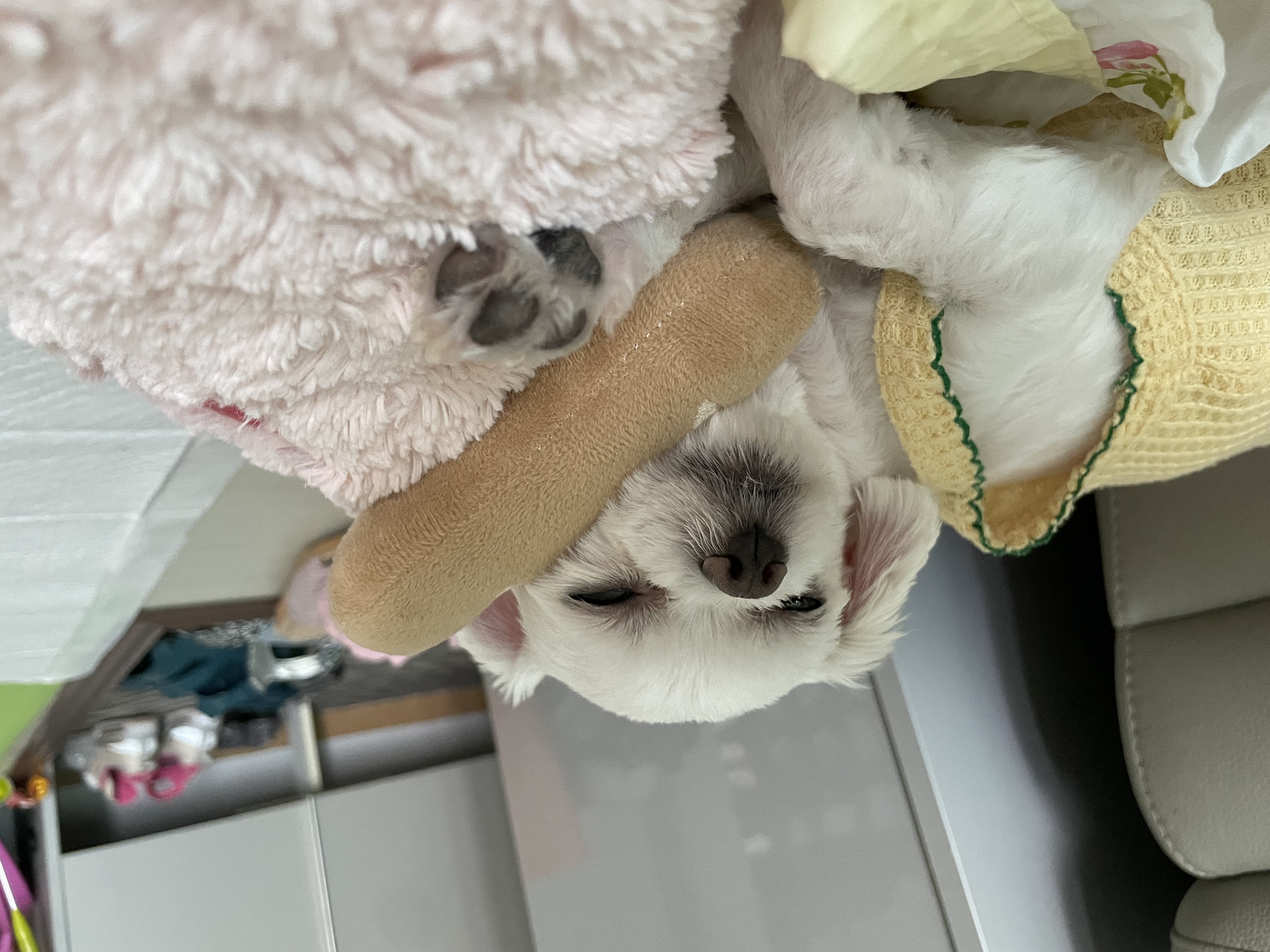 복담(구 쁘니) 5개월차