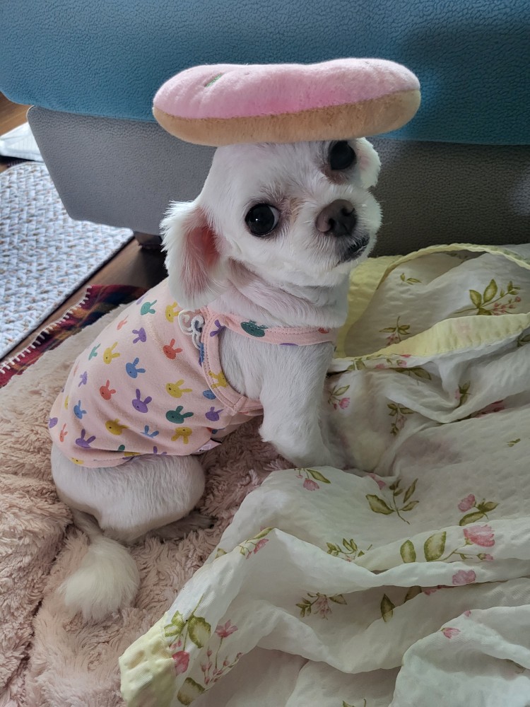 복담(구 쁘니) 5개월차