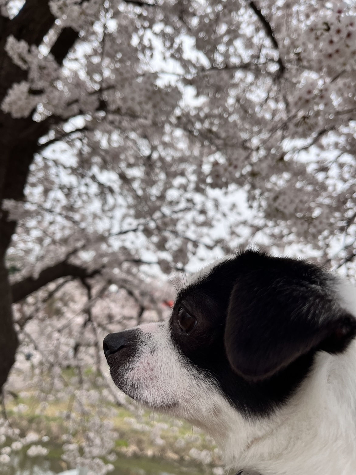 가을이(모뜨) 인사드립니다~