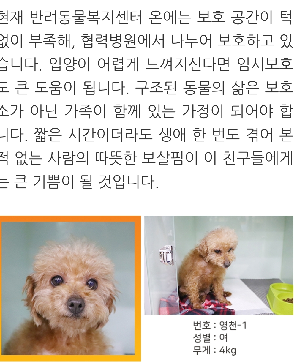 은동(영천 모들이)가 하늘로 돌아갔어요