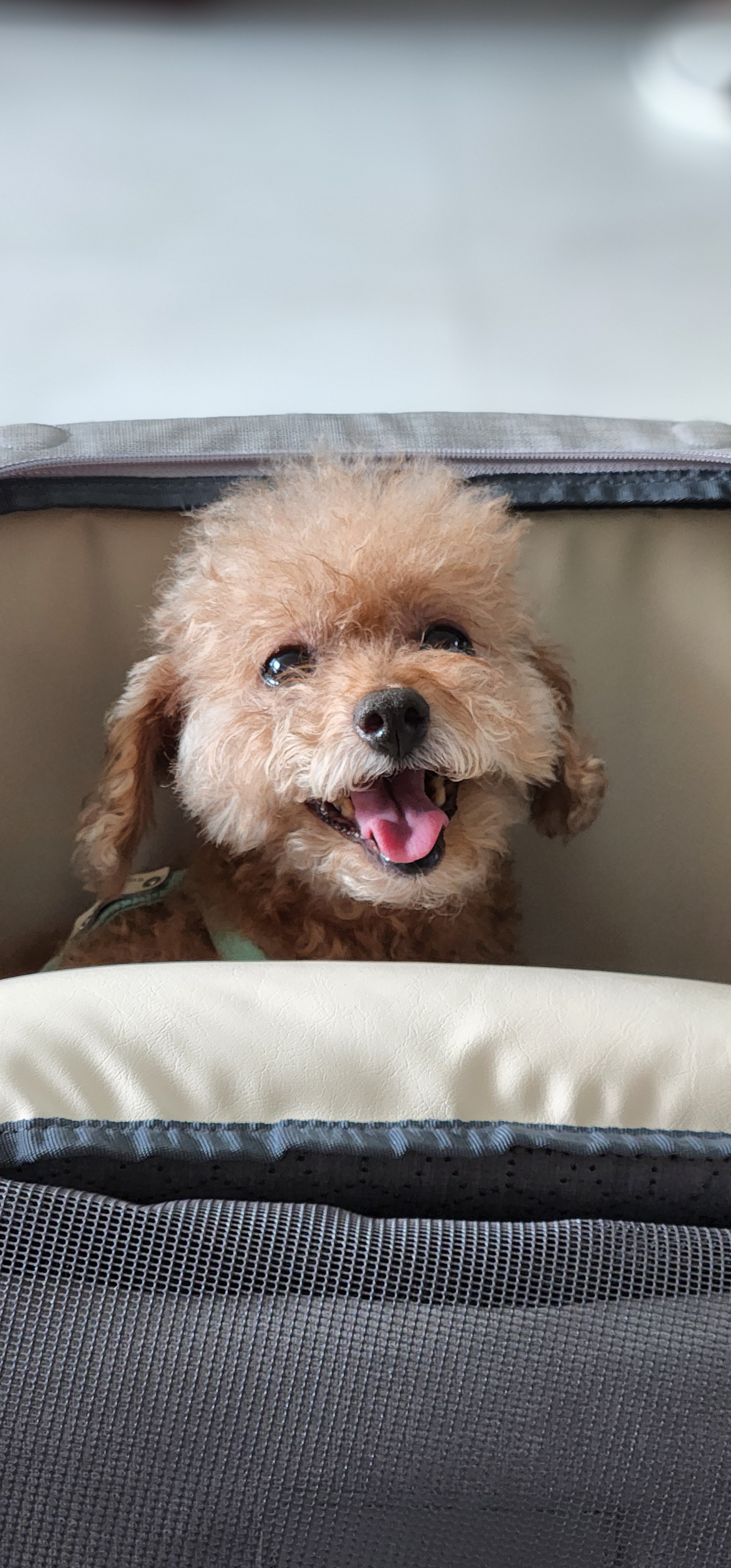 은동(영천 모들이)가 하늘로 돌아갔어요