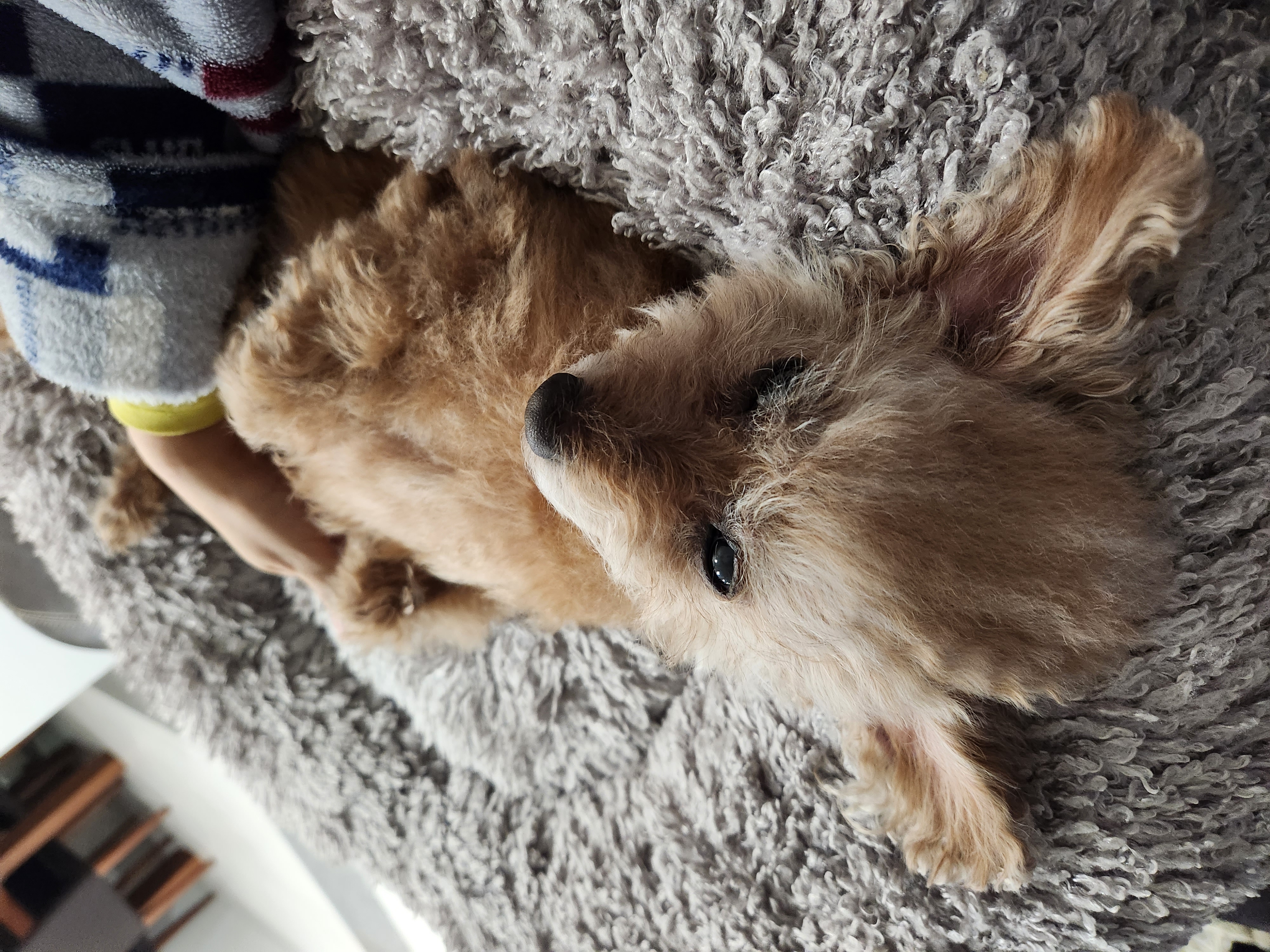 은동(영천 모들이)가 하늘로 돌아갔어요