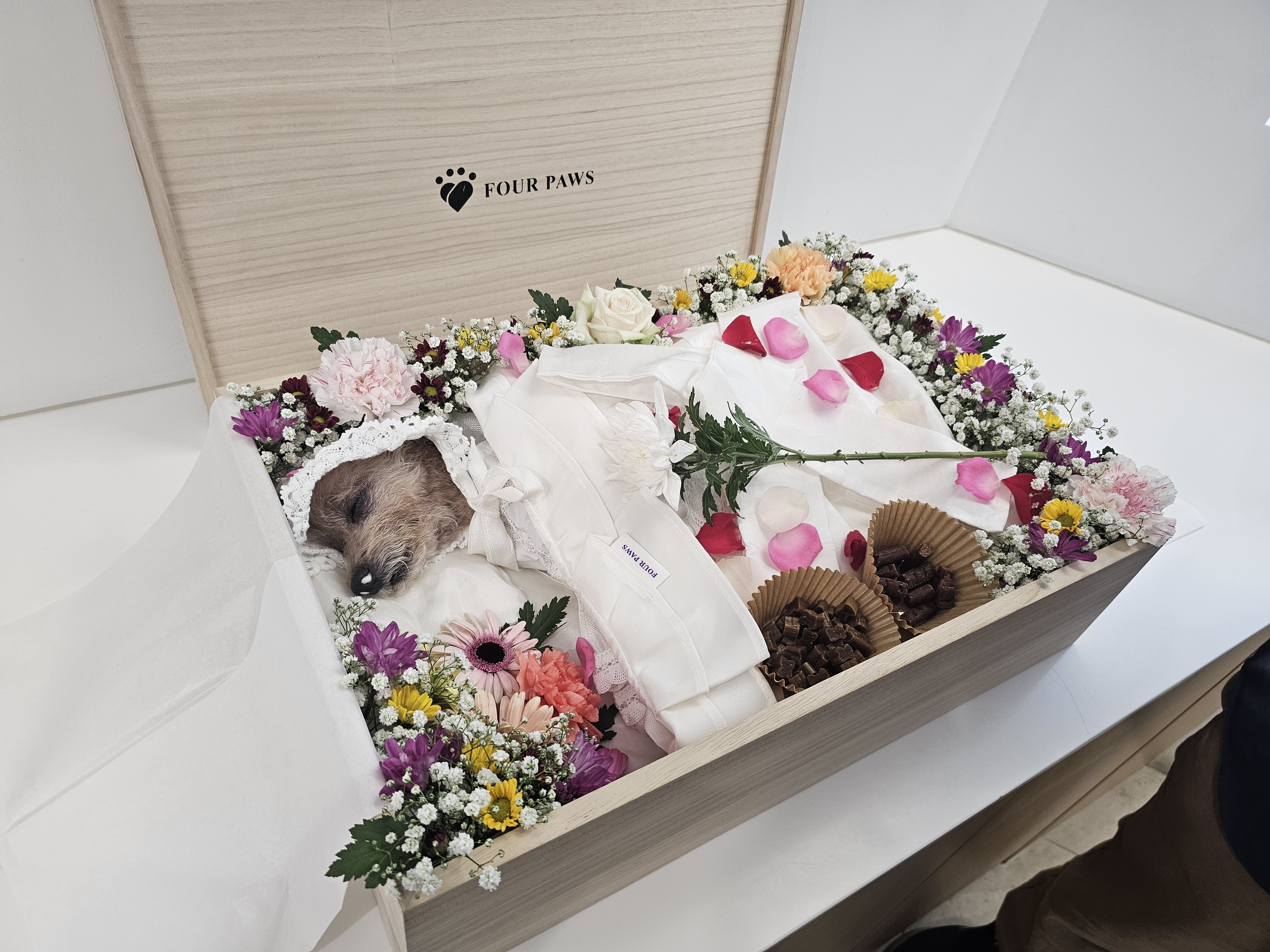 은동(영천 모들이)가 하늘로 돌아갔어요