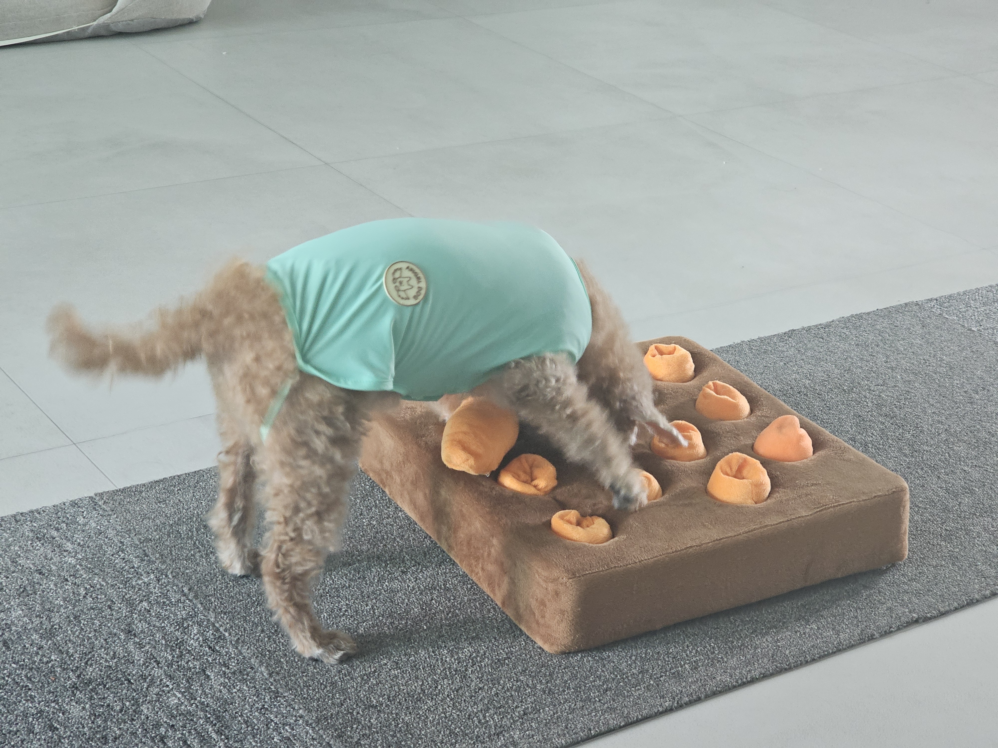 은동(영천 모들이)가 하늘로 돌아갔어요