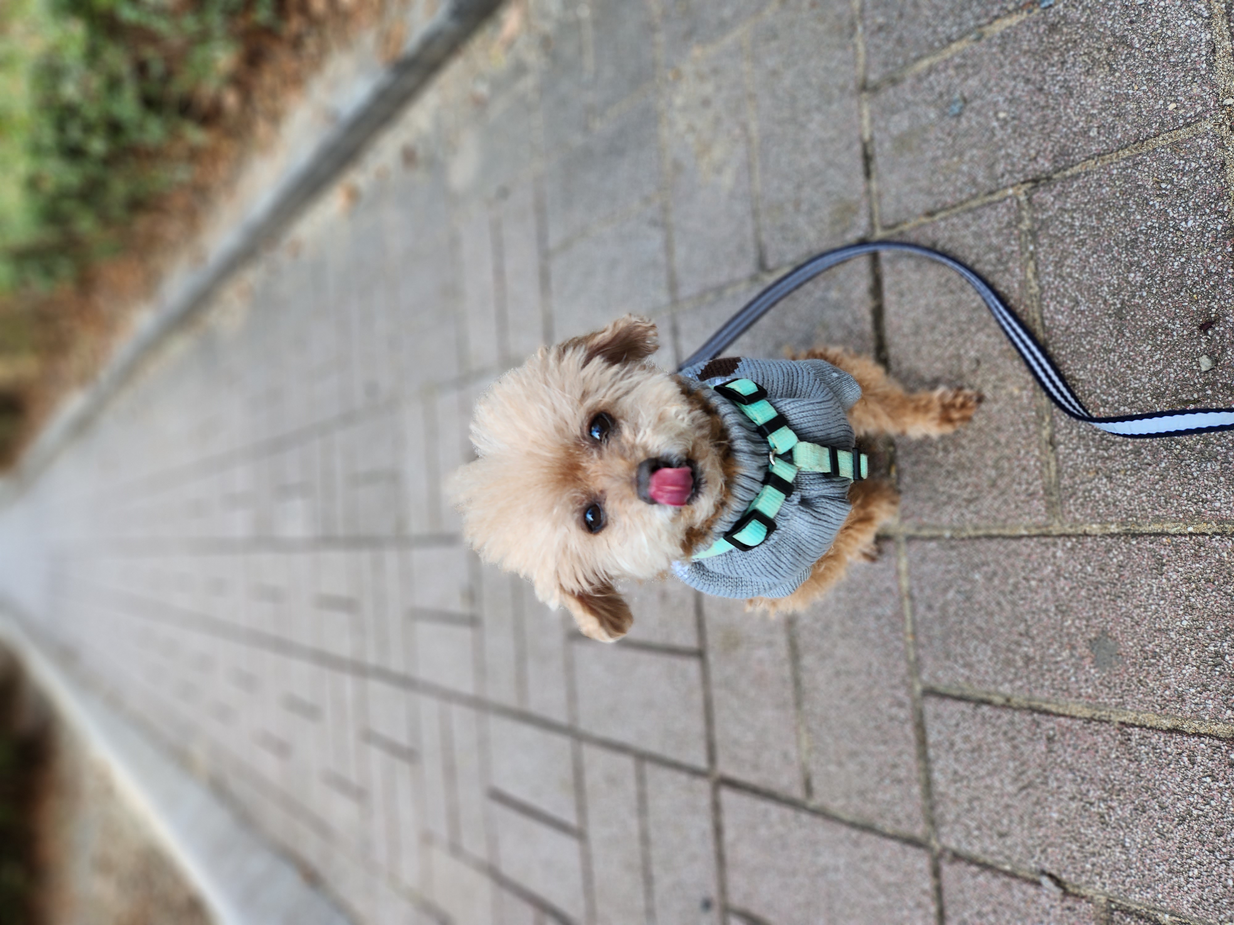 은동(영천 모들이)가 하늘로 돌아갔어요