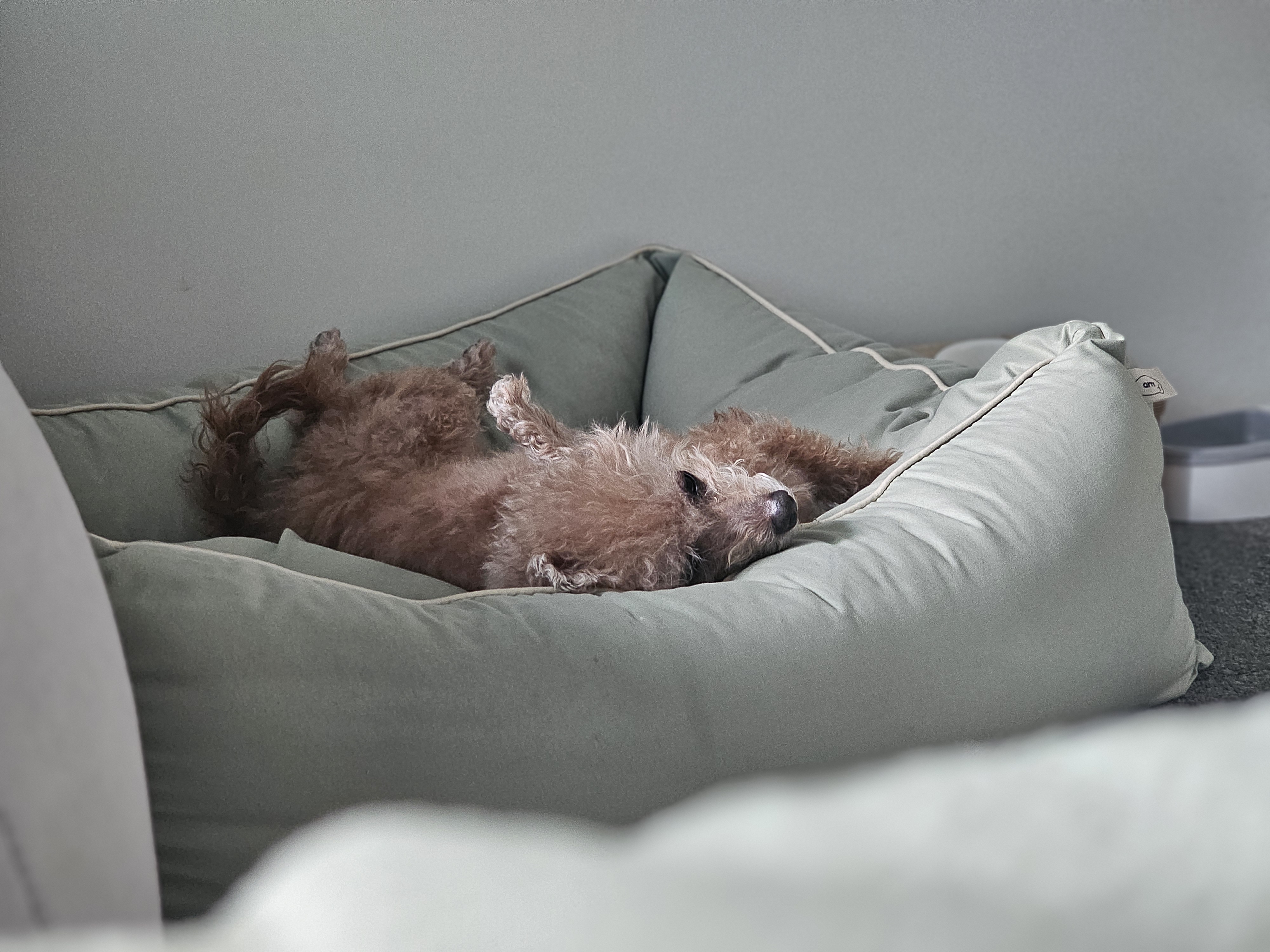 은동(영천 모들이)가 하늘로 돌아갔어요