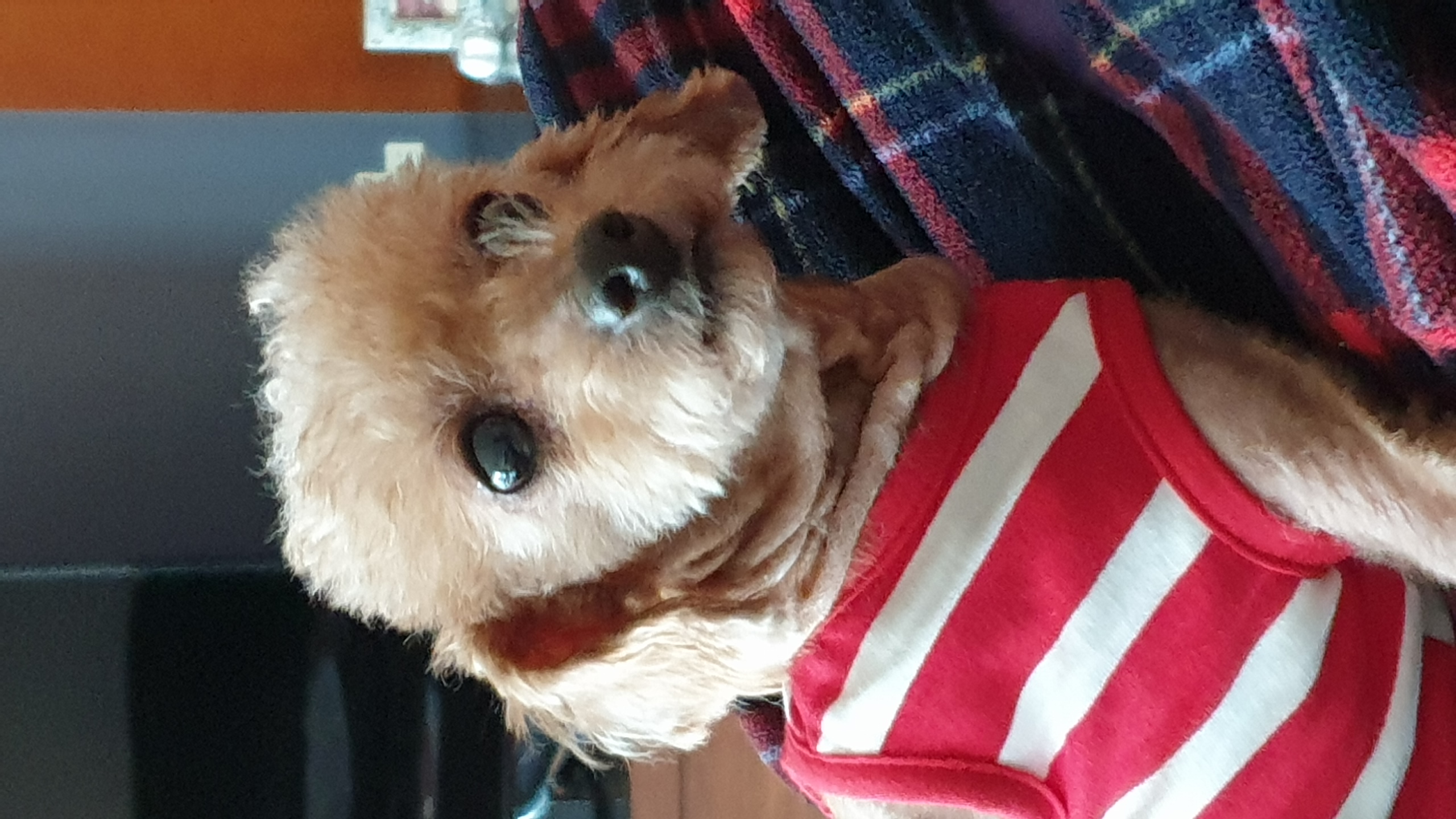 은동(영천 모들이)가 하늘로 돌아갔어요