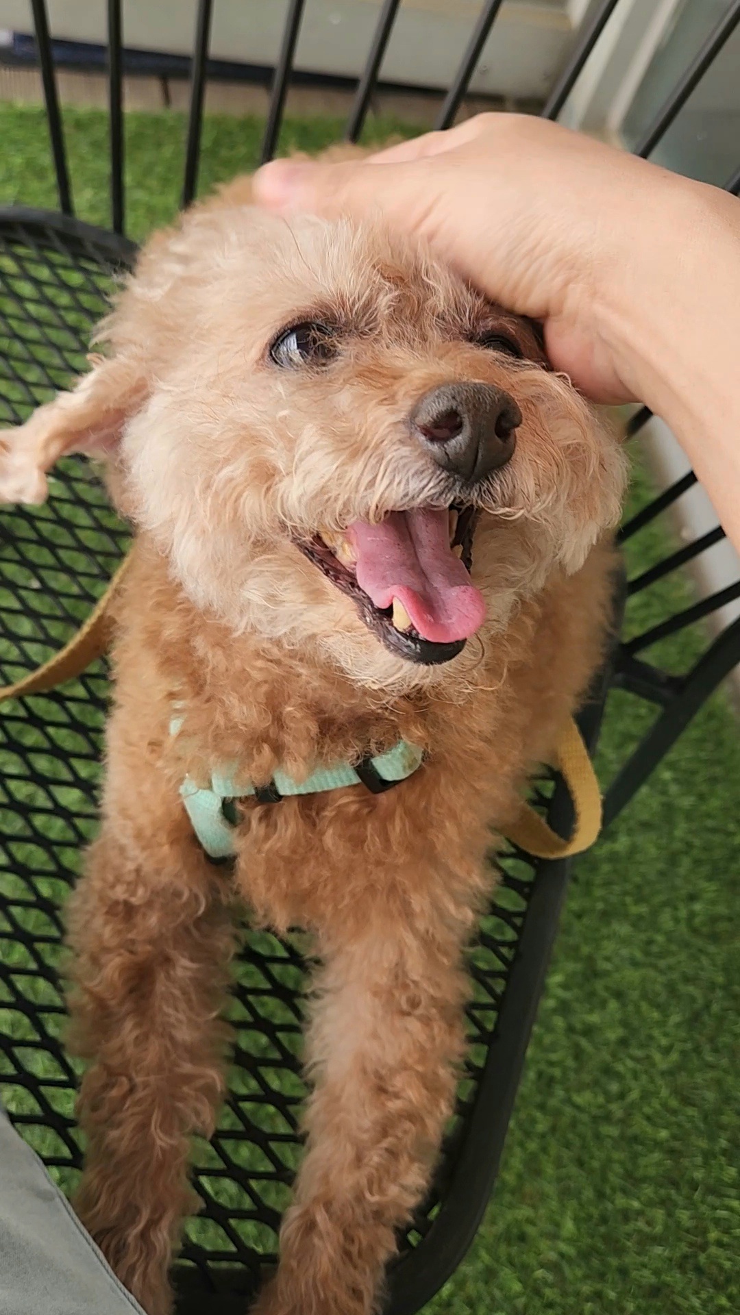 은동(영천 모들이)가 하늘로 돌아갔어요