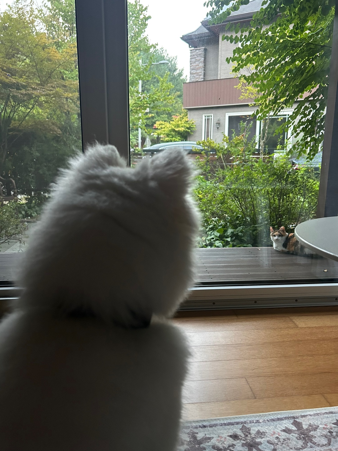 별루(아람이)의 임보 한달째