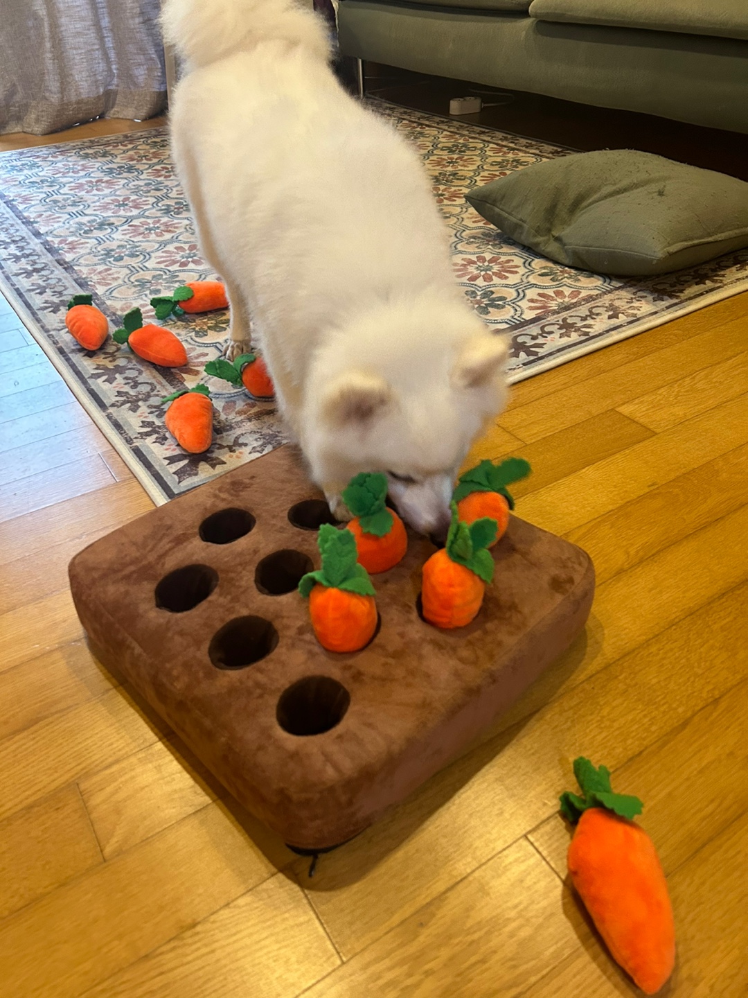 별루(아람이)의 임보 한달째