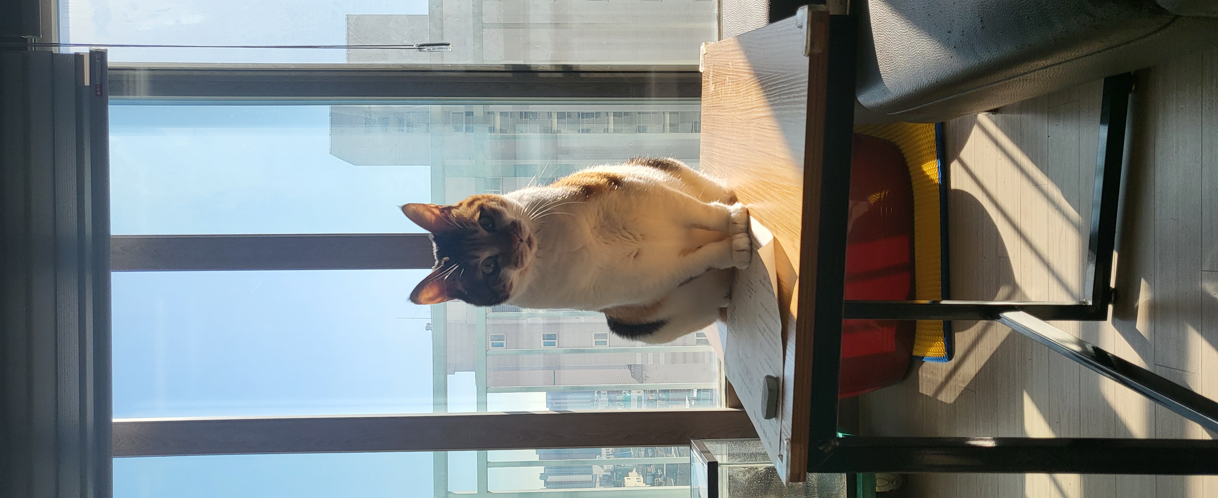 뽀얌이 4년 이야기