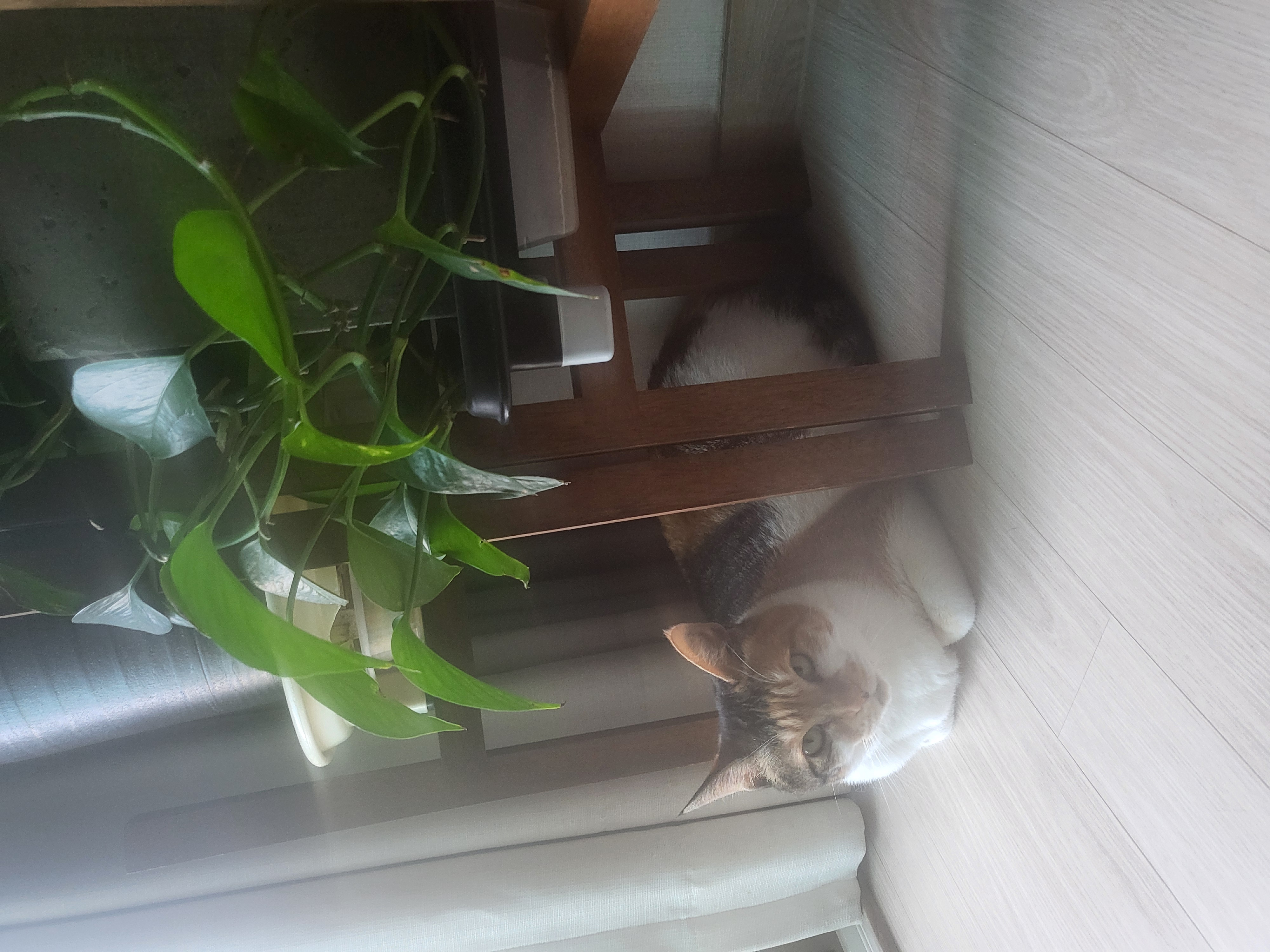 뽀얌이 4년 이야기