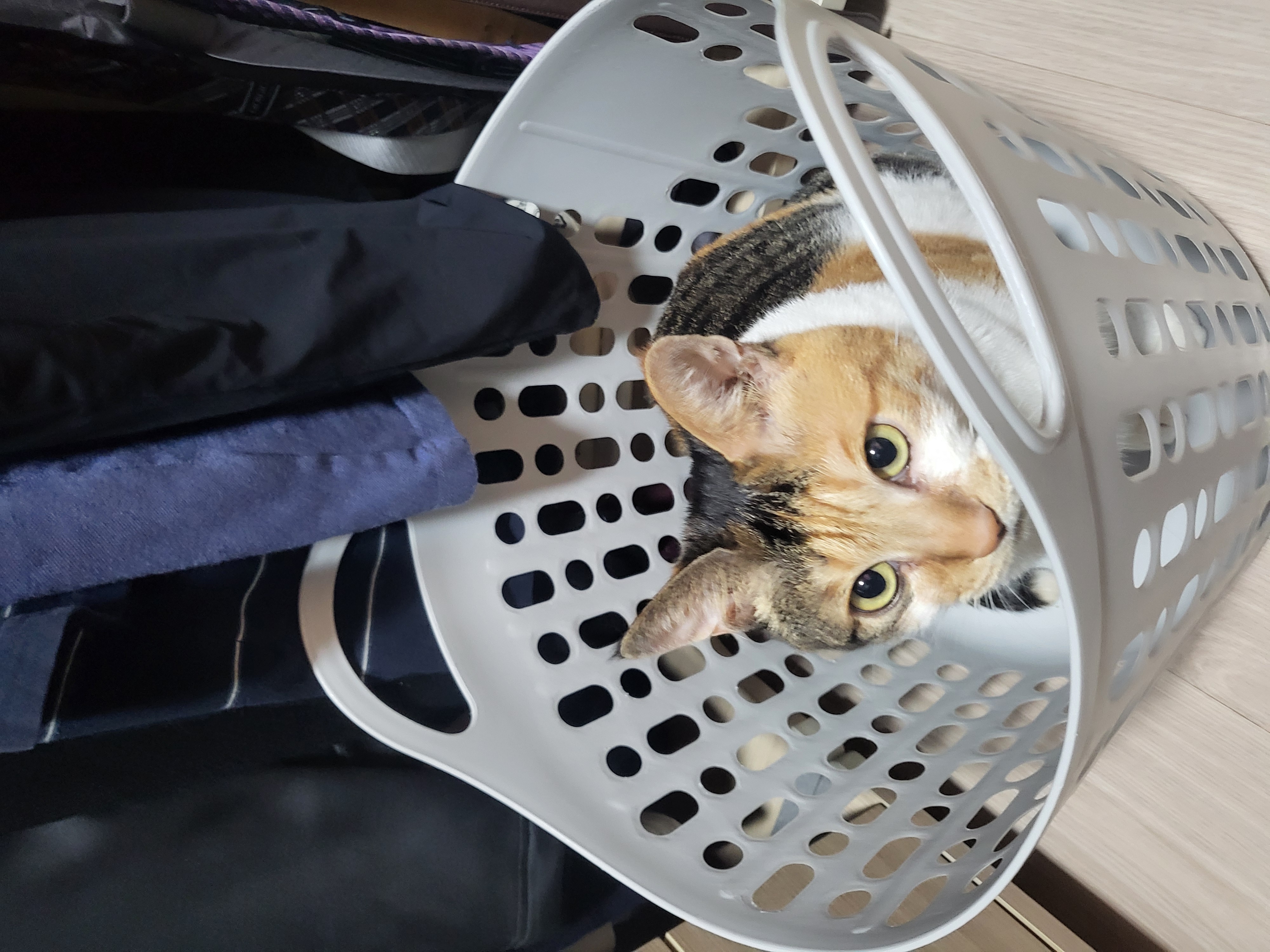 뽀얌이 4년 이야기