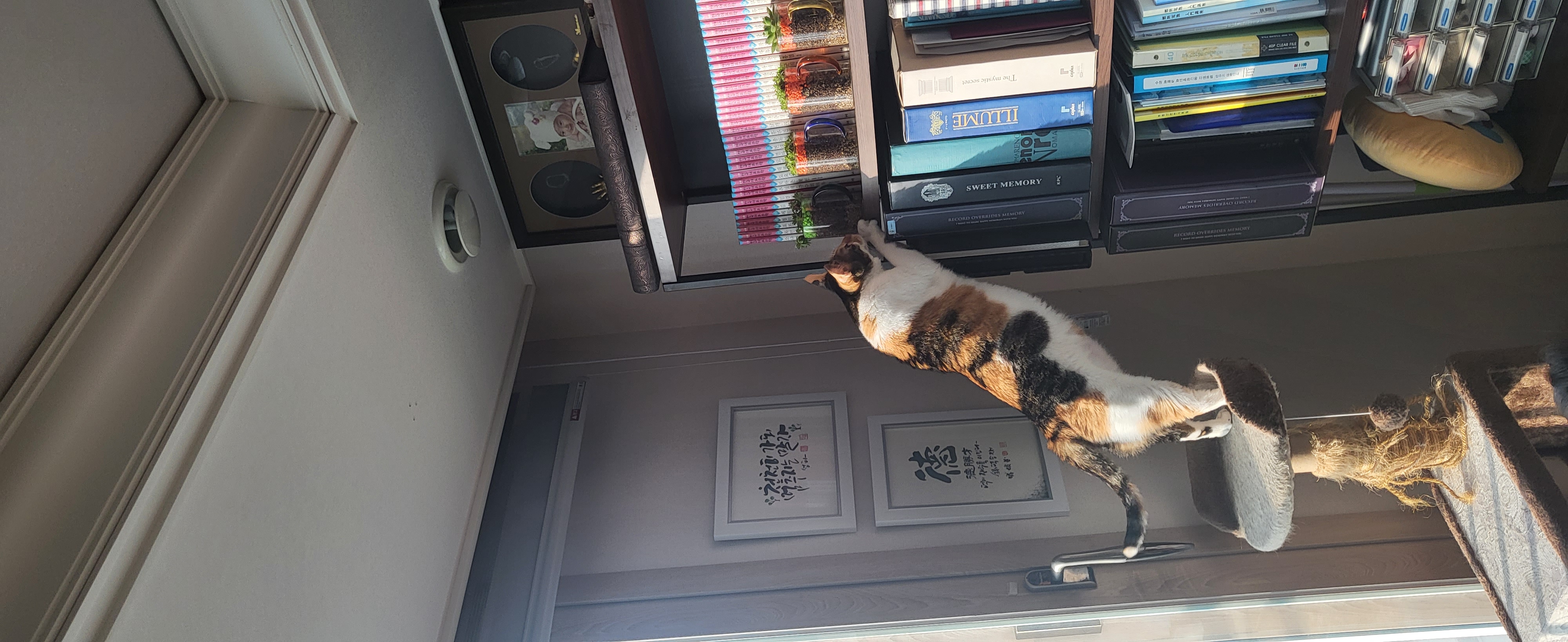 뽀얌이 4년 이야기