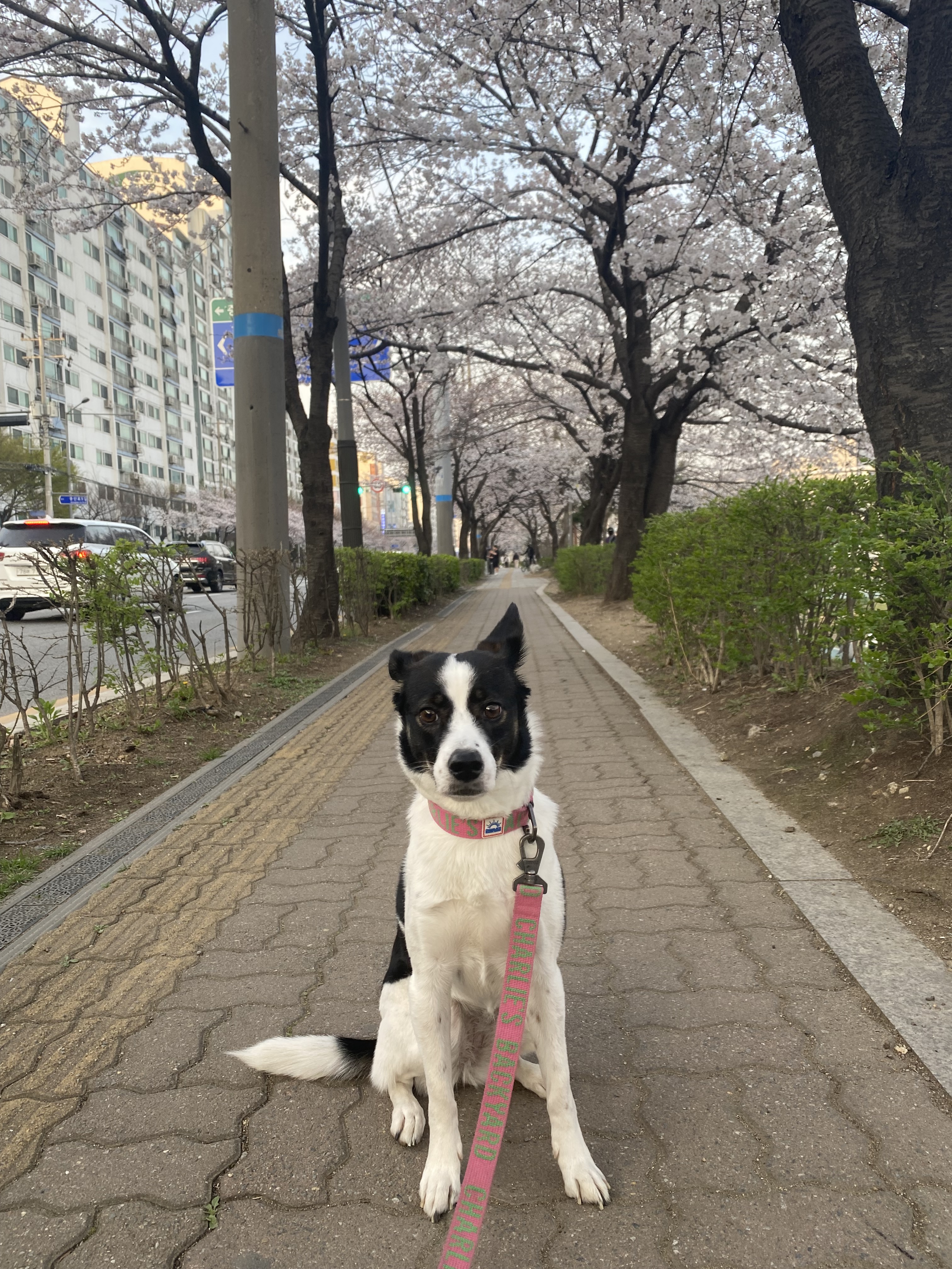 구 멍순 현 벼루 입양 4년차!