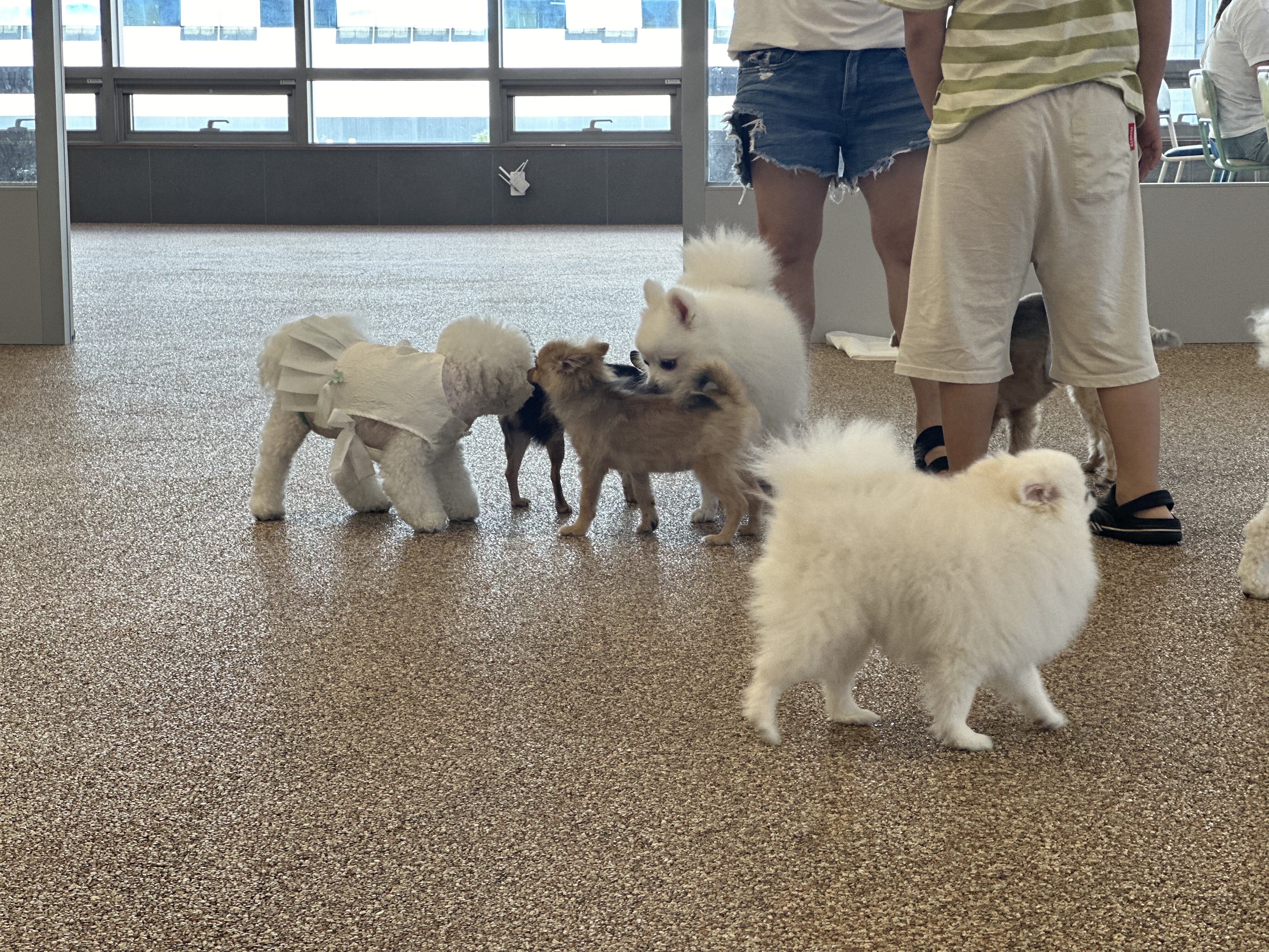 귀염둥이 하유랑의 매일매일이 행복해요 (임보일기)