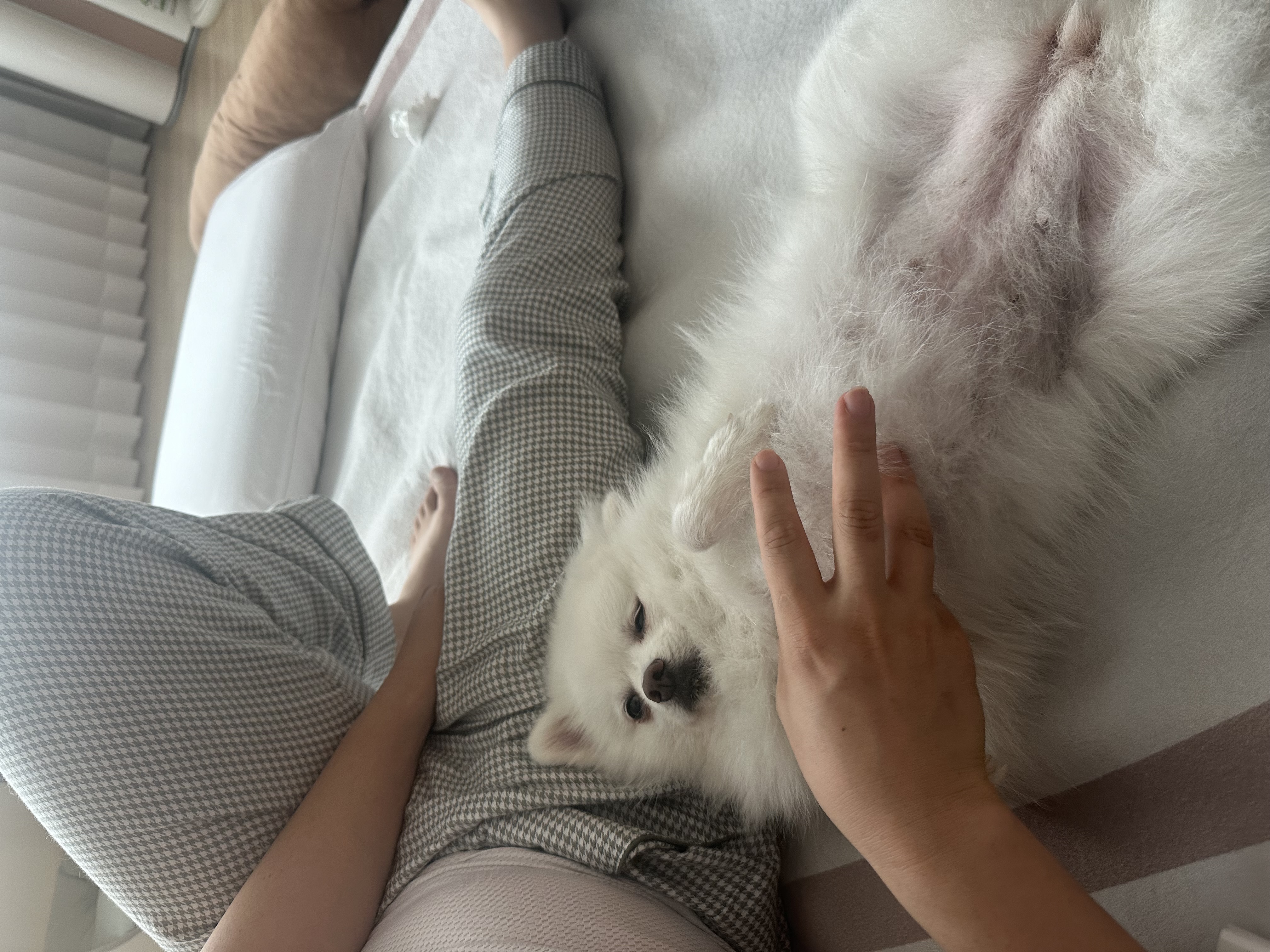 귀염둥이 하유랑의 매일매일이 행복해요 (임보일기)