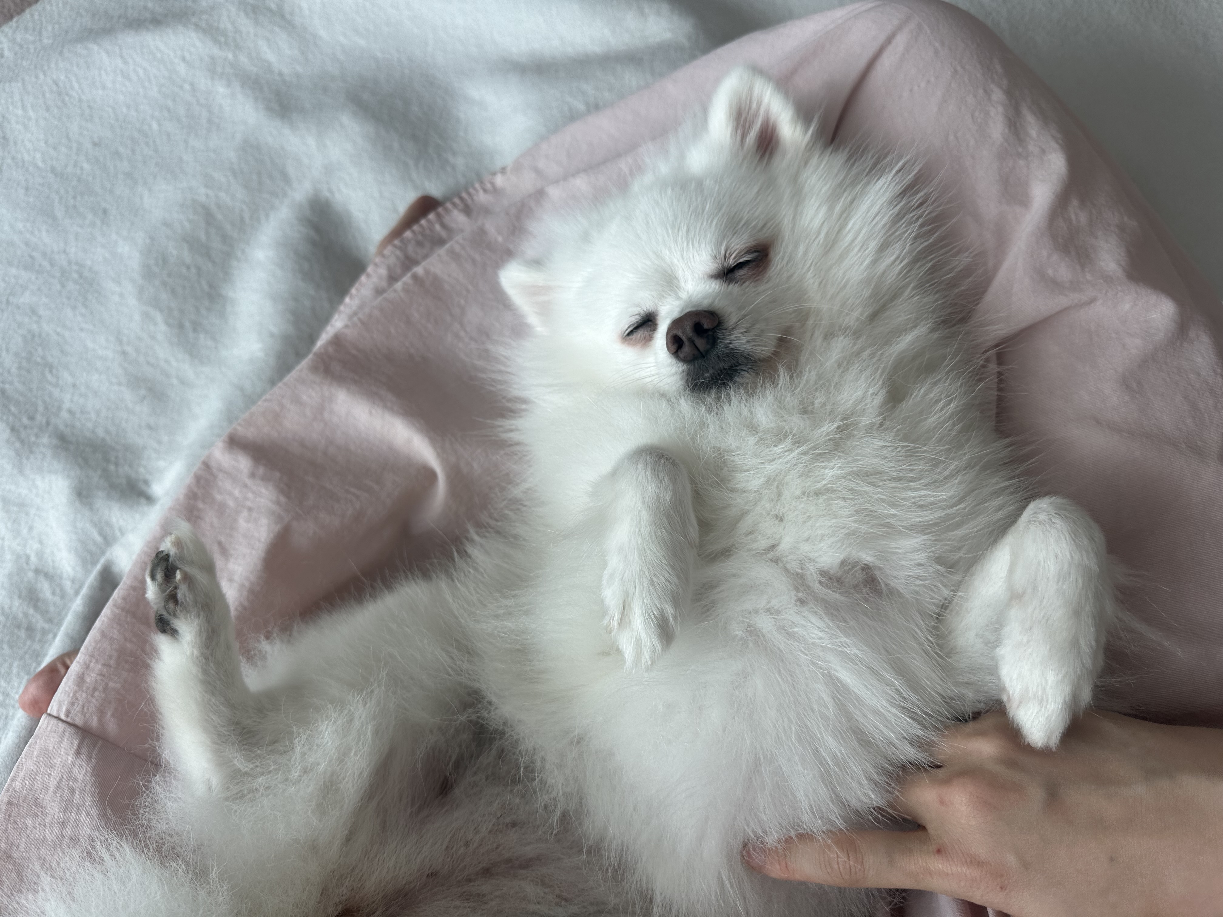 귀염둥이 하유랑의 매일매일이 행복해요 (임보일기)