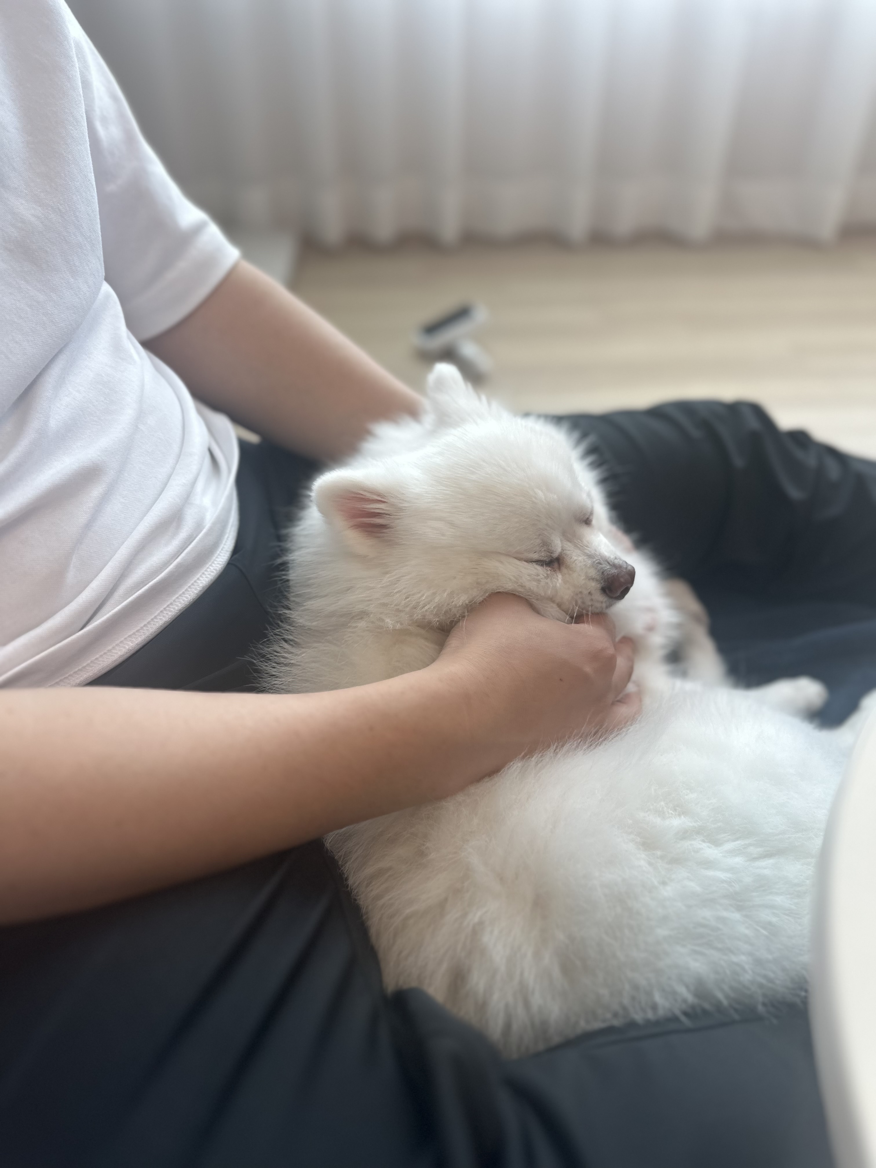 귀염둥이 하유랑의 매일매일이 행복해요 (임보일기)