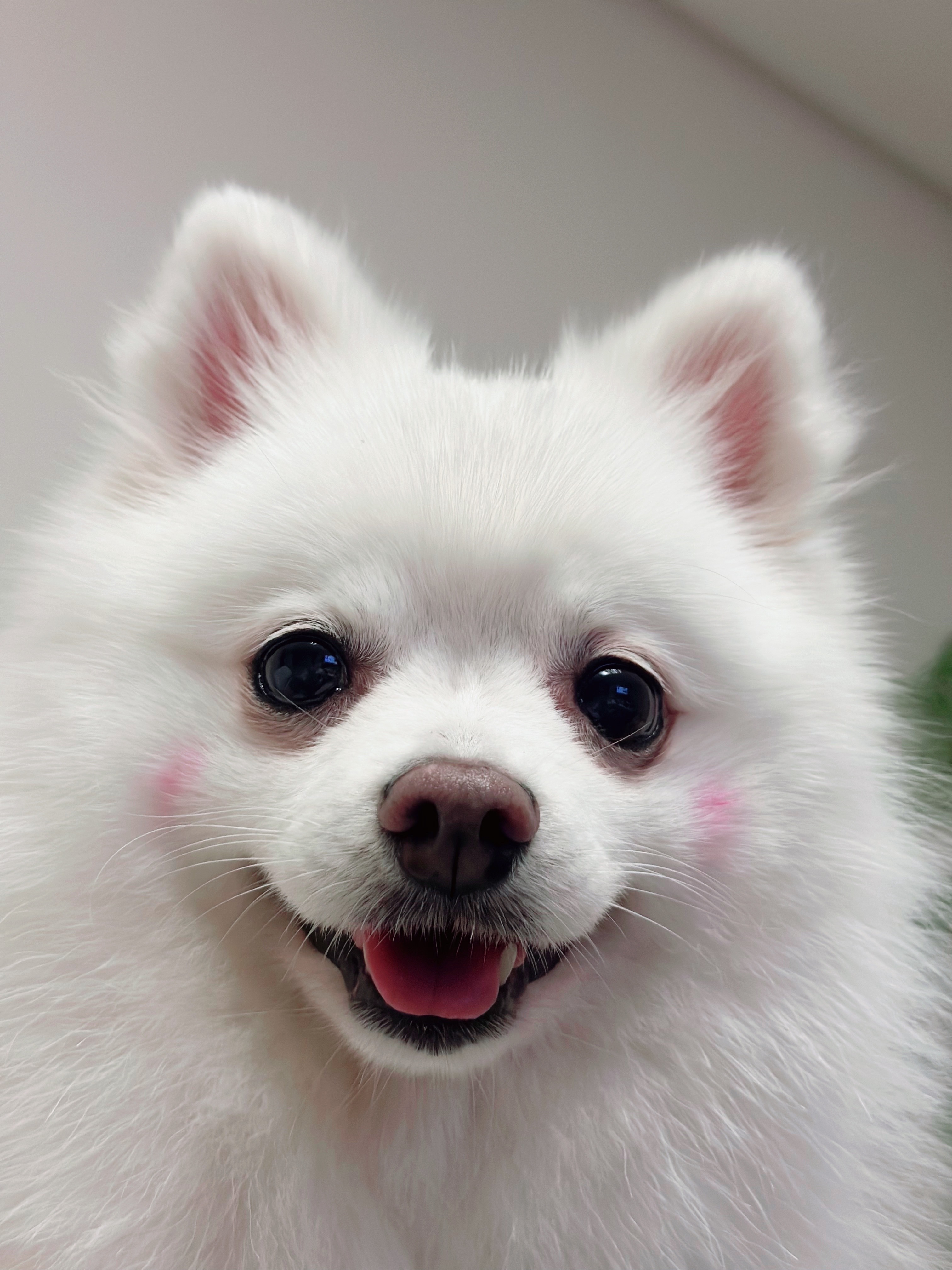 귀염둥이 하유랑의 매일매일이 행복해요 (임보일기)