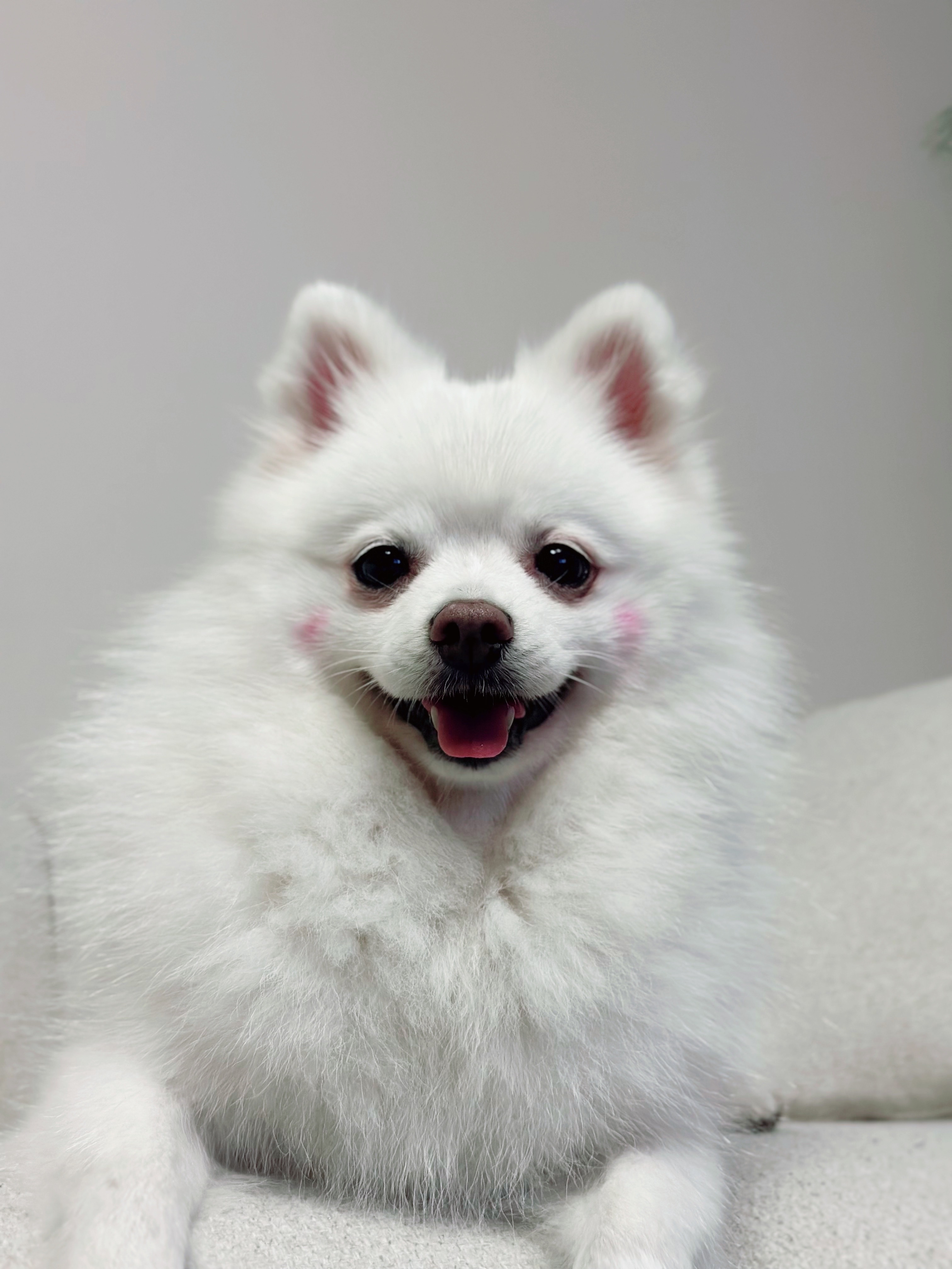 귀염둥이 하유랑의 매일매일이 행복해요 (임보일기)