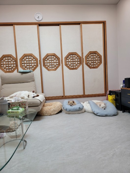 순뽀 임시보호 일주일간 지낸 사진들입니다~