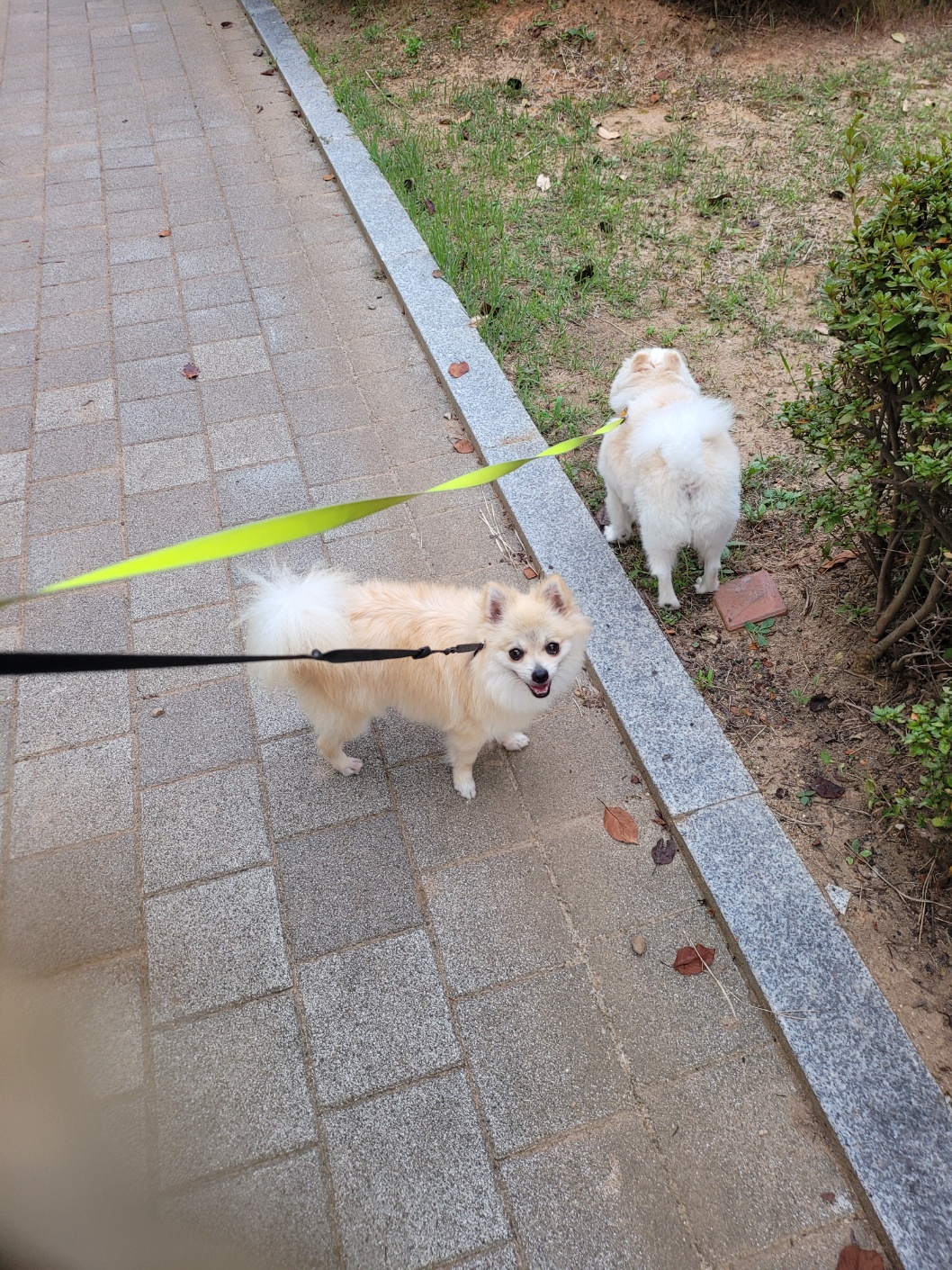 순뽀 임시보호 일주일간 지낸 사진들입니다~