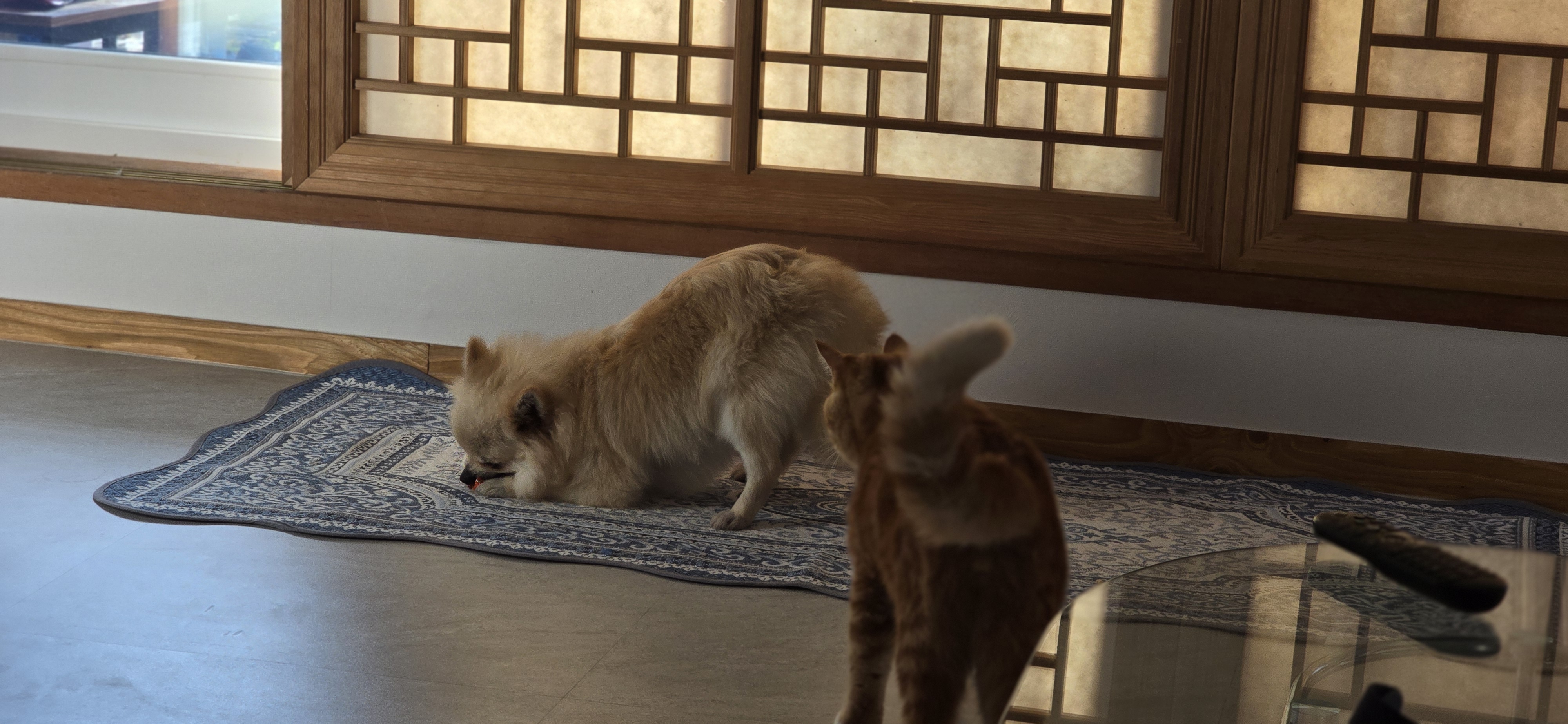 순뽀 임시보호 일주일간 지낸 사진들입니다~