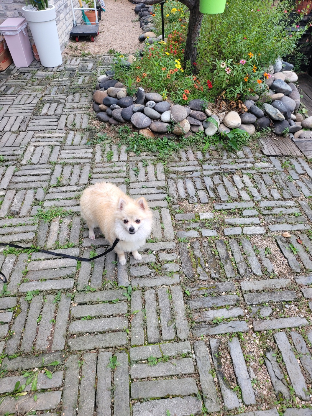 순뽀 임시보호 일주일간 지낸 사진들입니다~