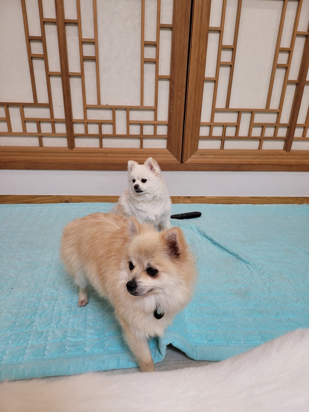 순뽀 임시보호 일주일간 지낸 사진들입니다~