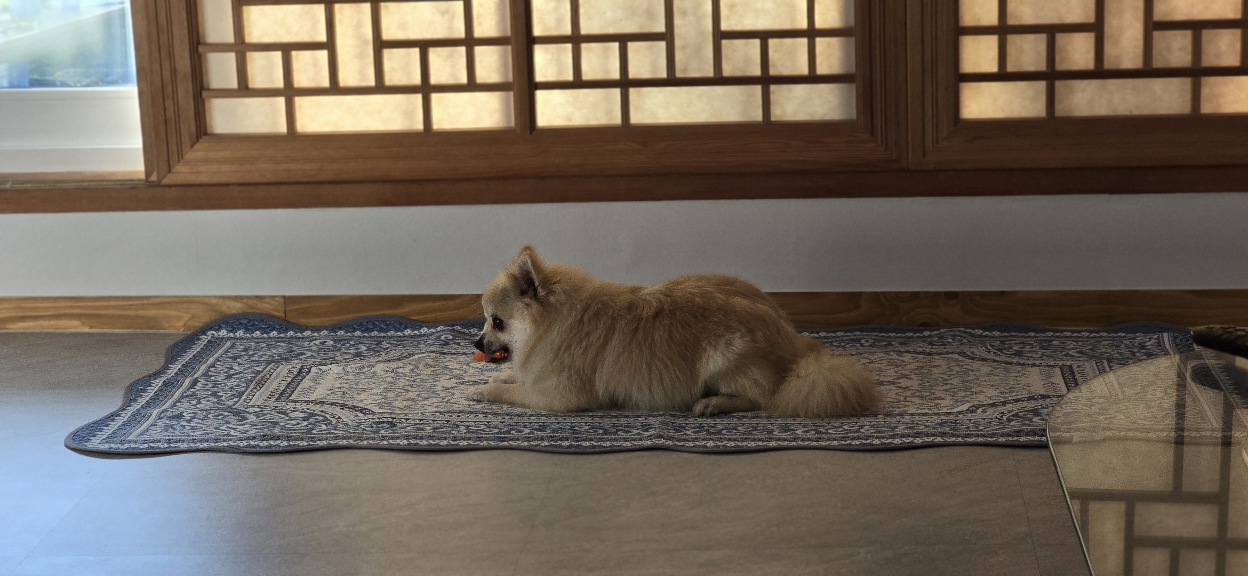 순뽀 임시보호 일주일간 지낸 사진들입니다~