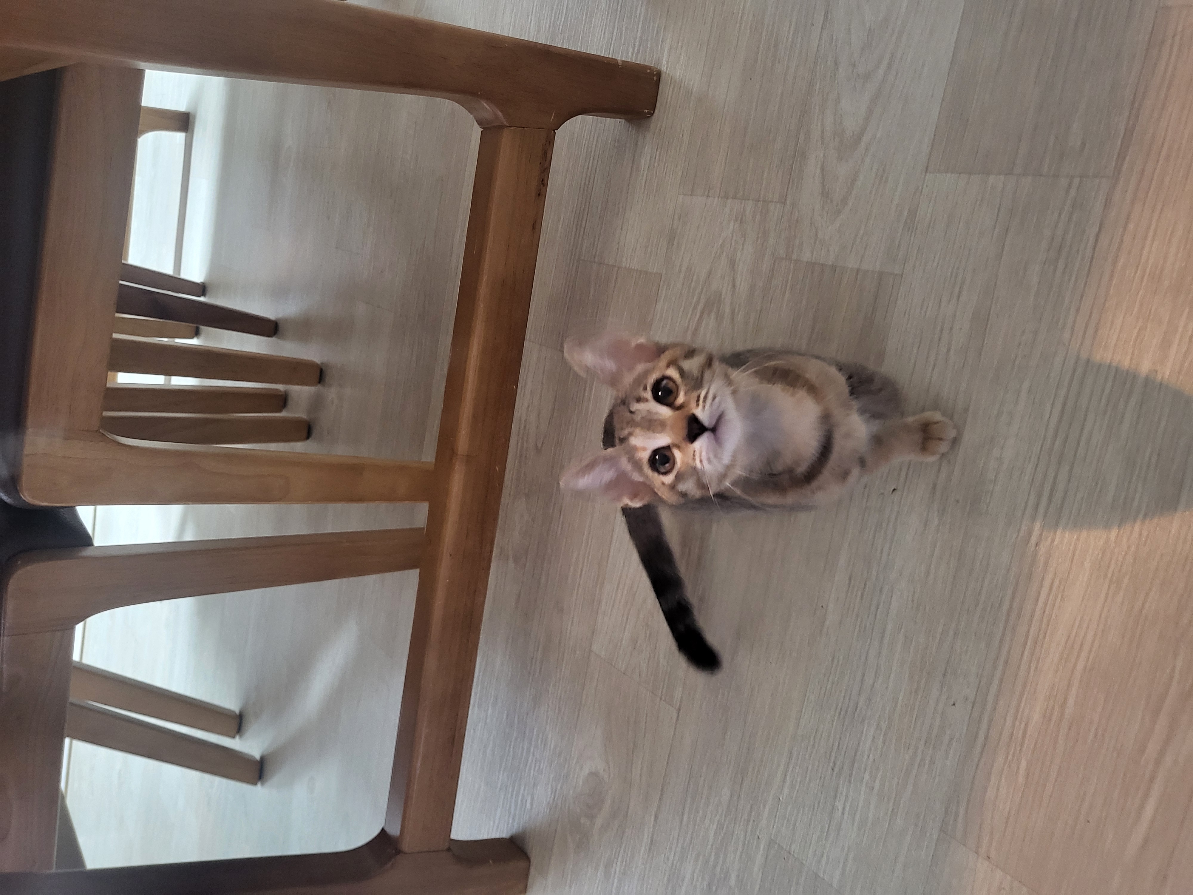 하피(구 블랑이) 한달 이야기