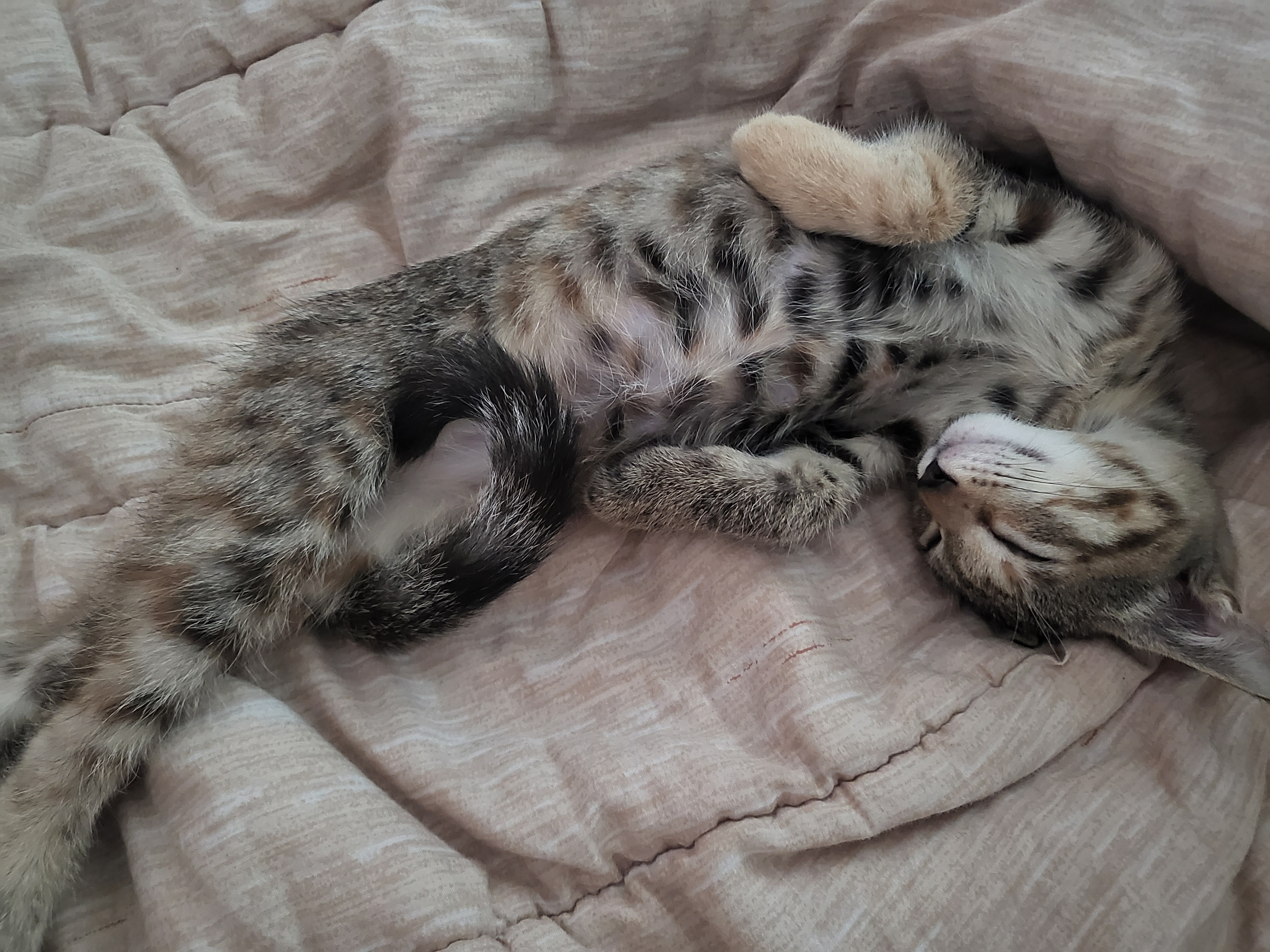 하피(구 블랑이) 한달 이야기