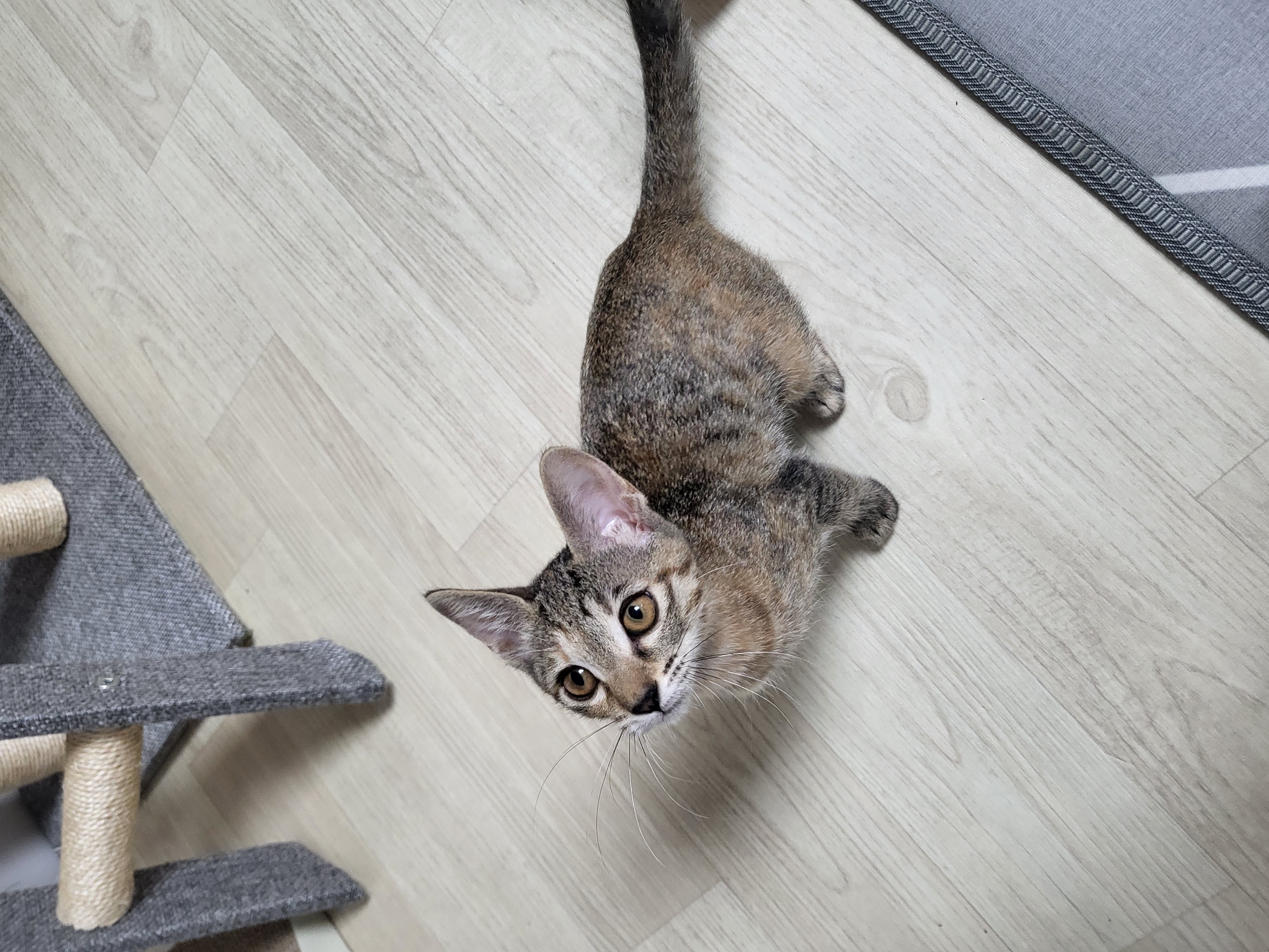 하피(구 블랑이) 한달 이야기