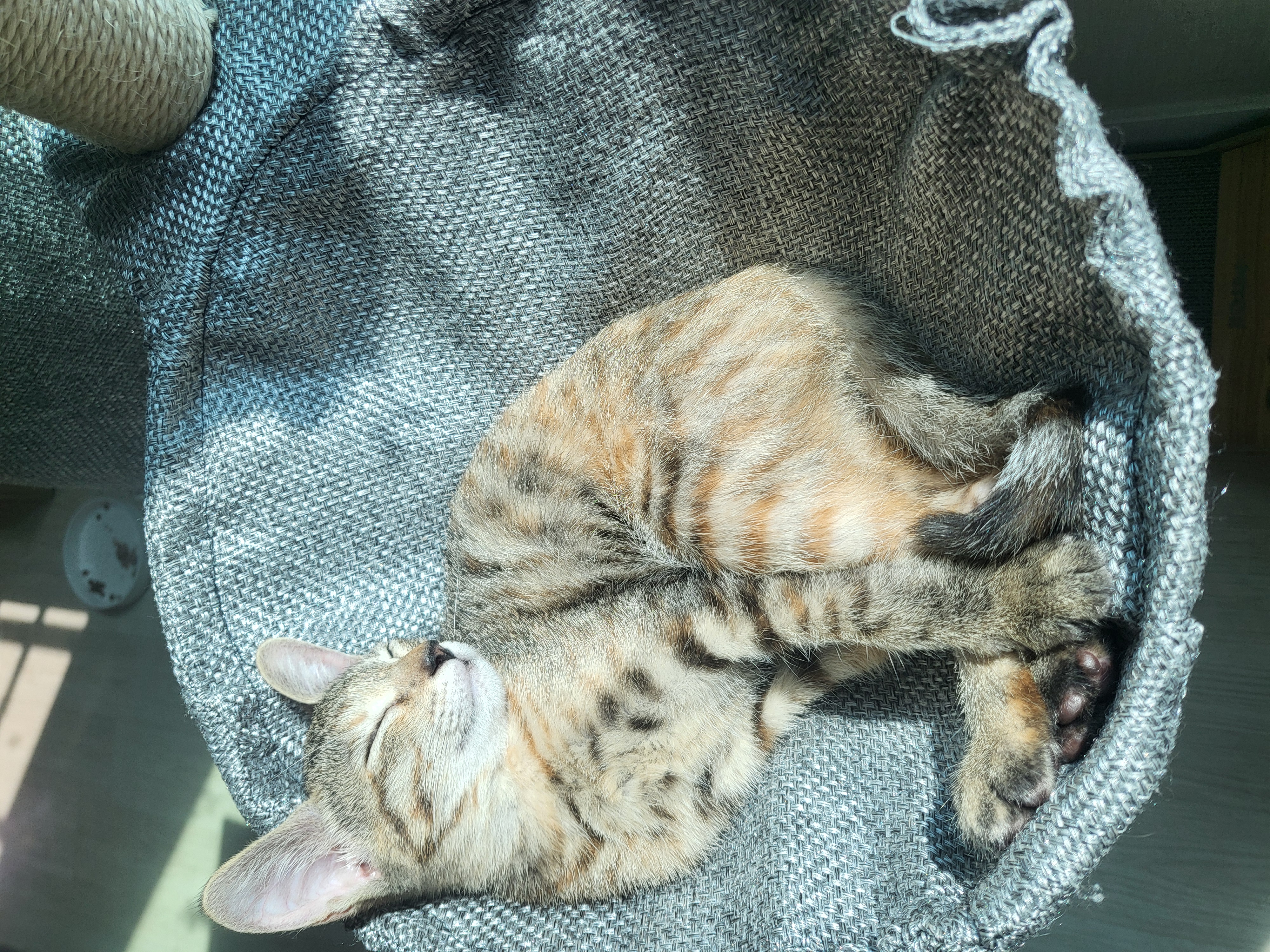 하피(구 블랑이) 한달 이야기