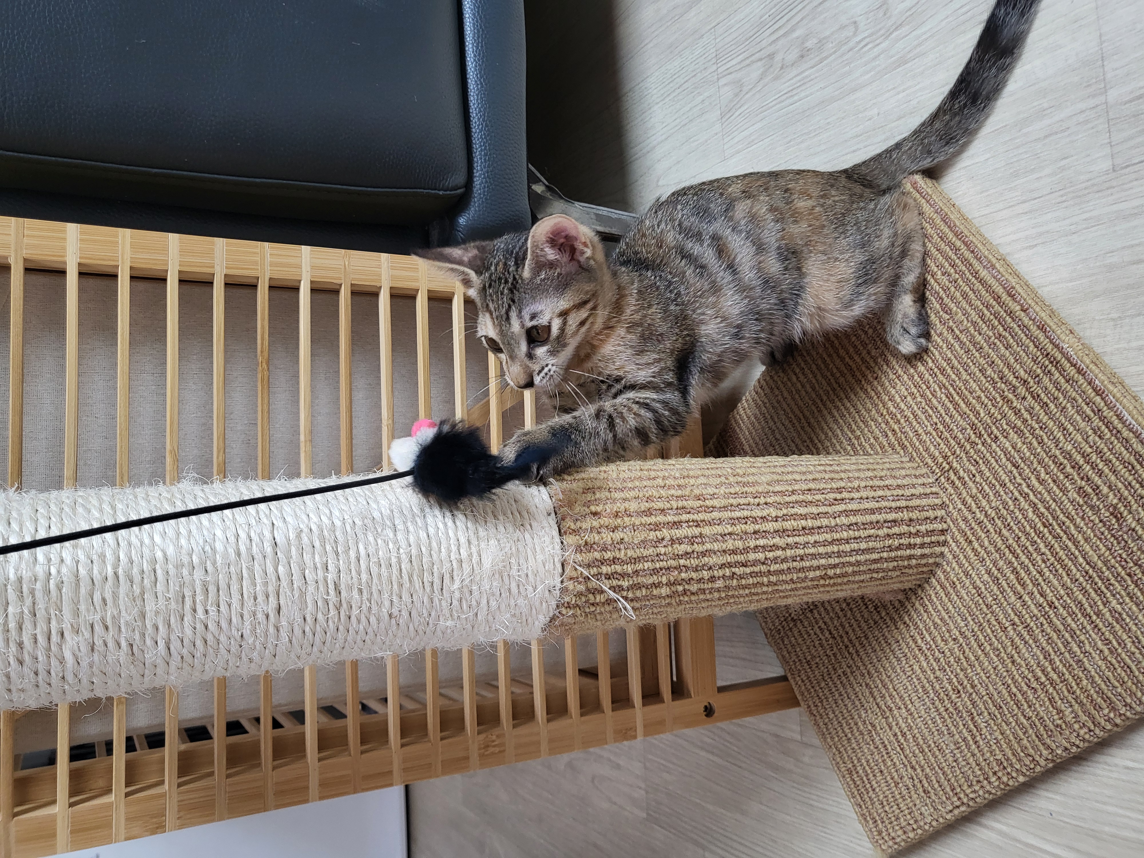 하피(구 블랑이) 한달 이야기