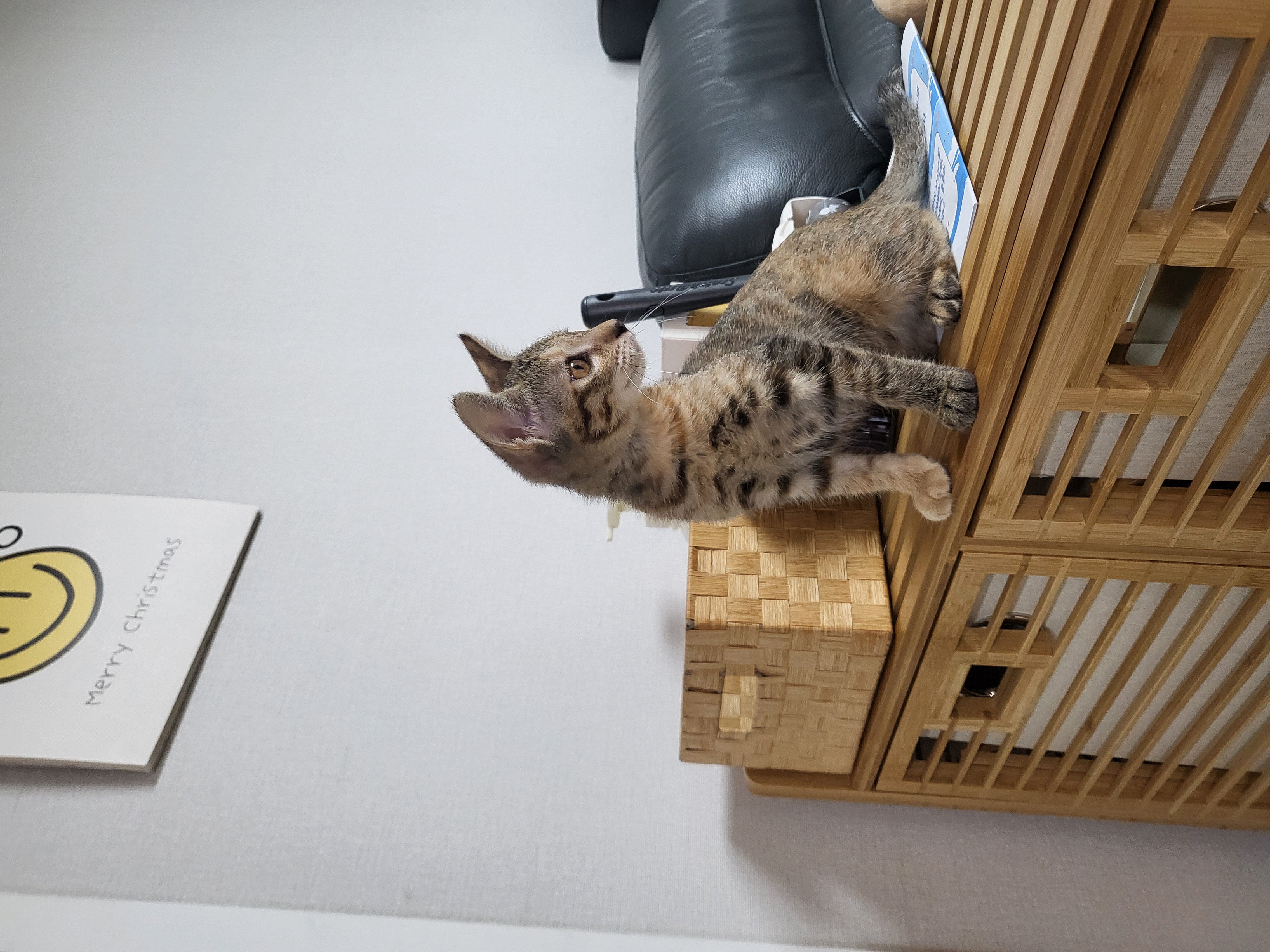 하피(구 블랑이) 한달 이야기