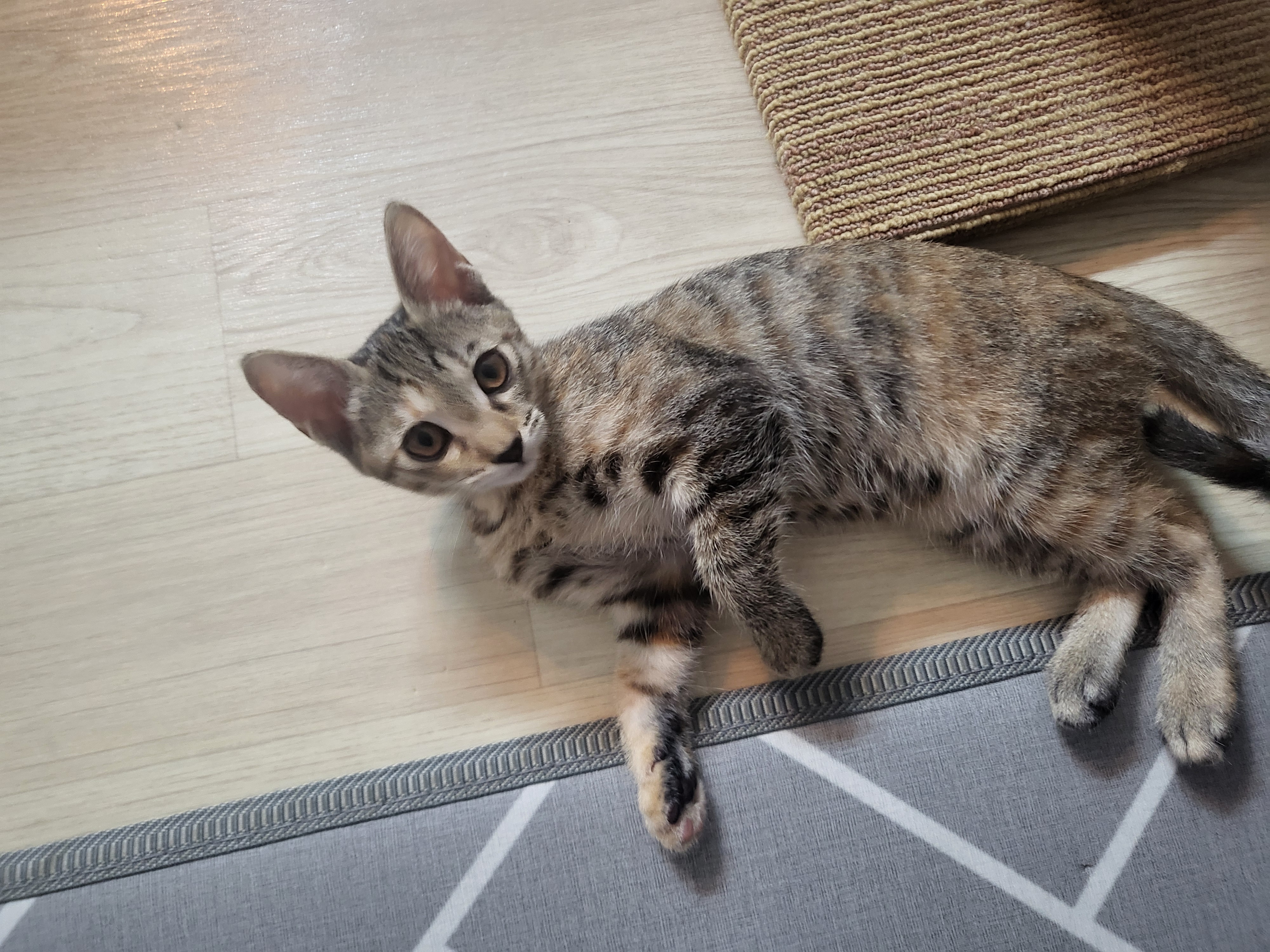 하피(구 블랑이) 한달 이야기