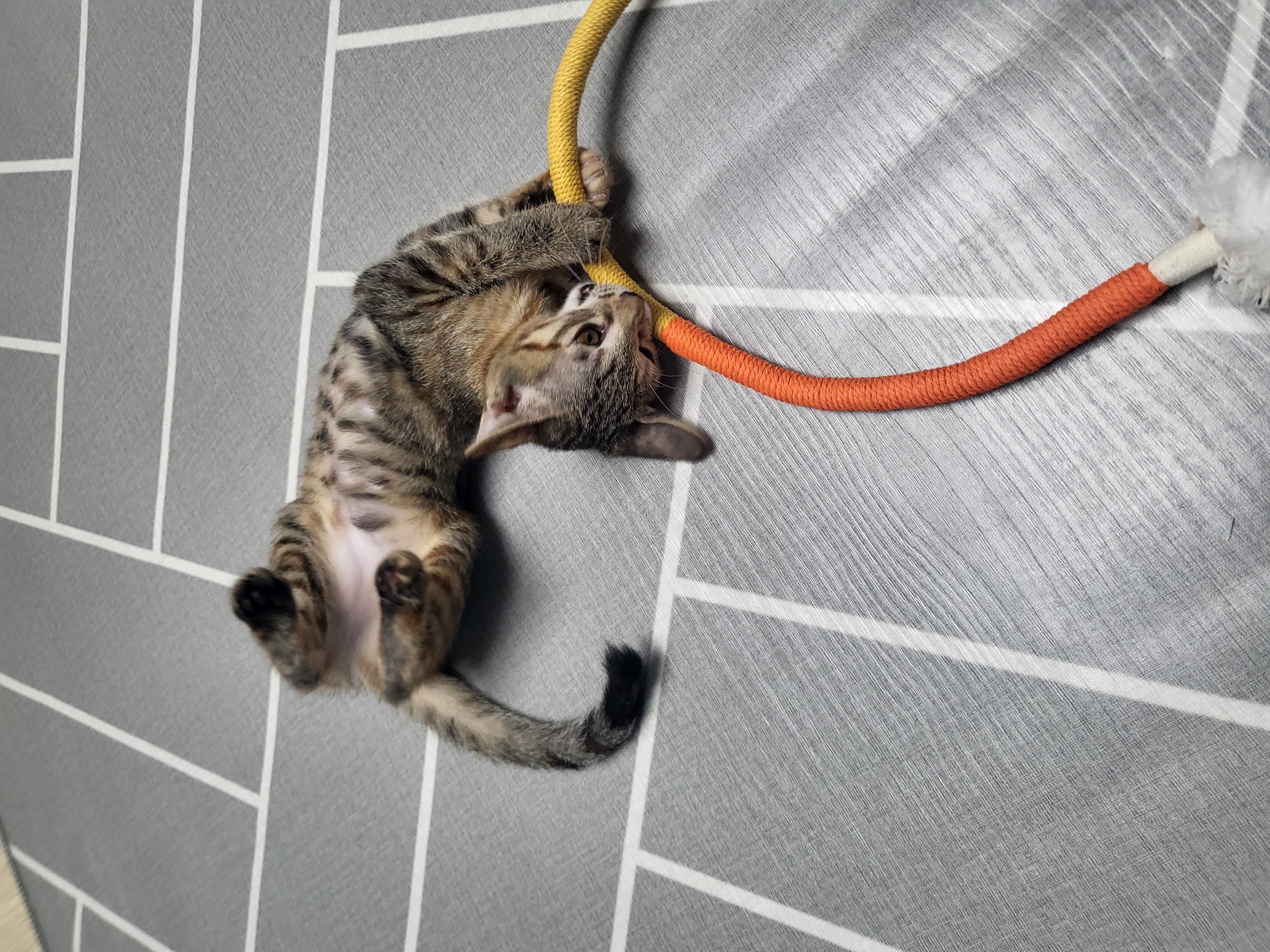 하피(구 블랑이) 한달 이야기