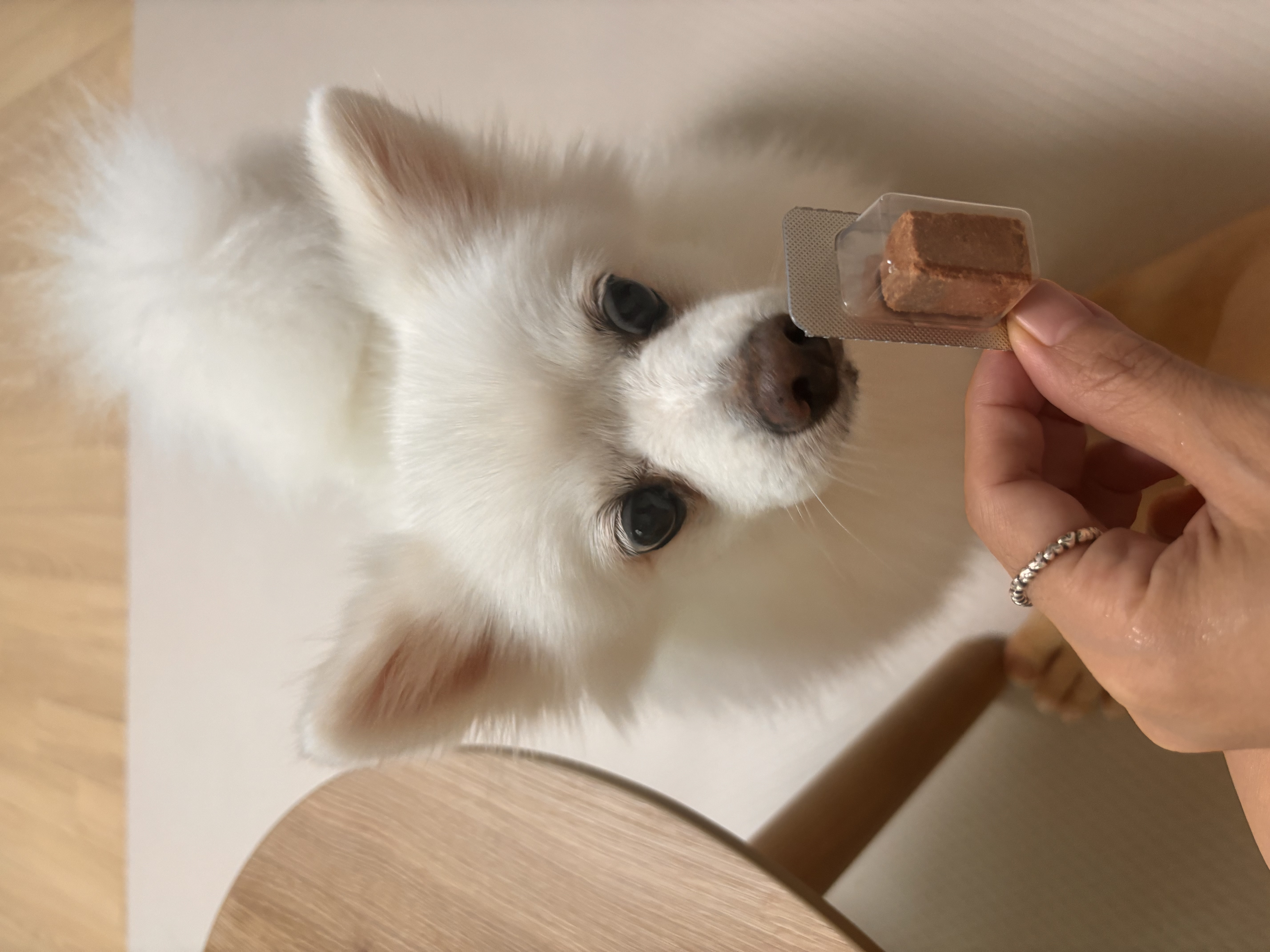 뽀해 임시보호4개월차