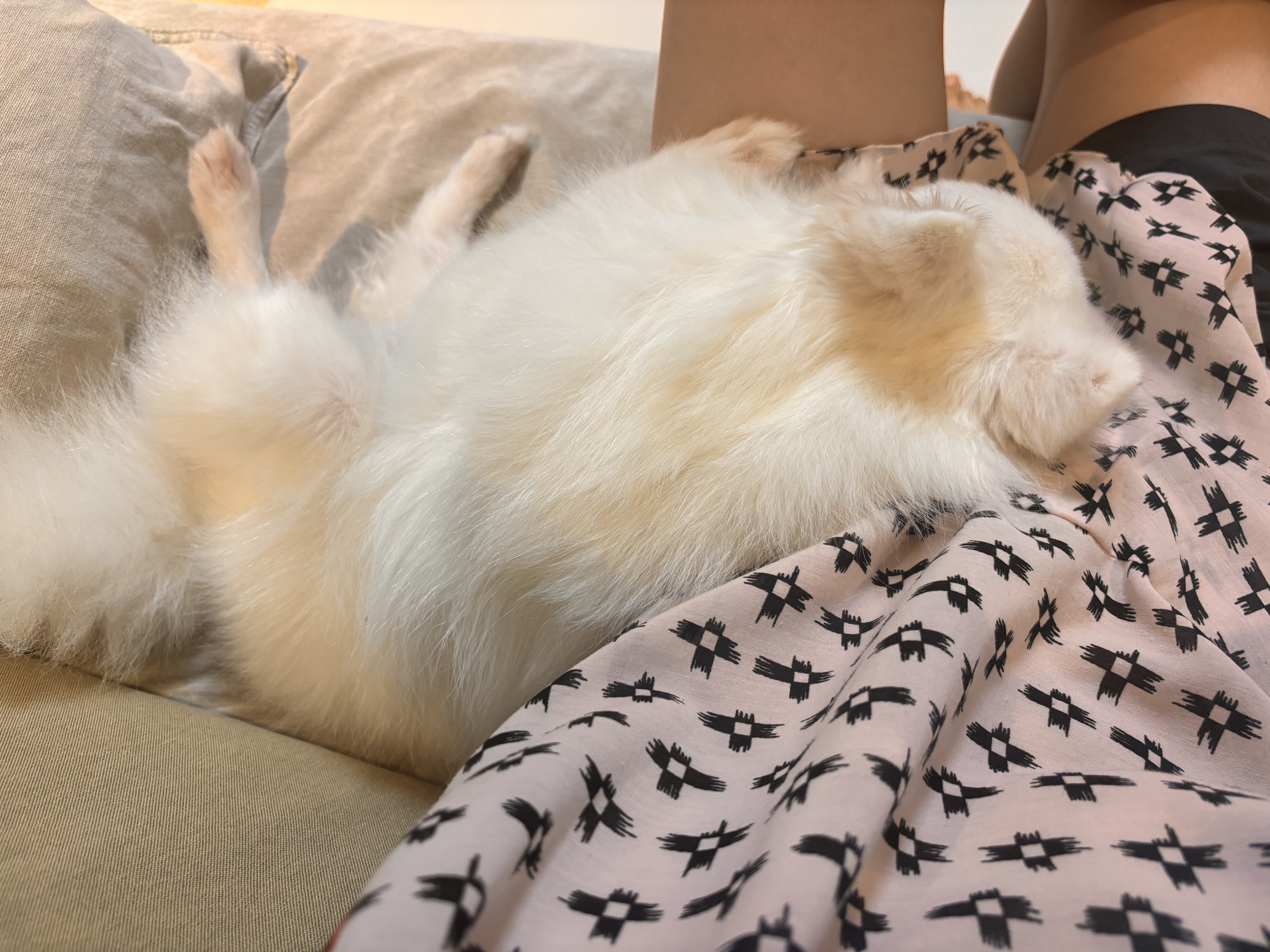 뽀해 임시보호4개월차