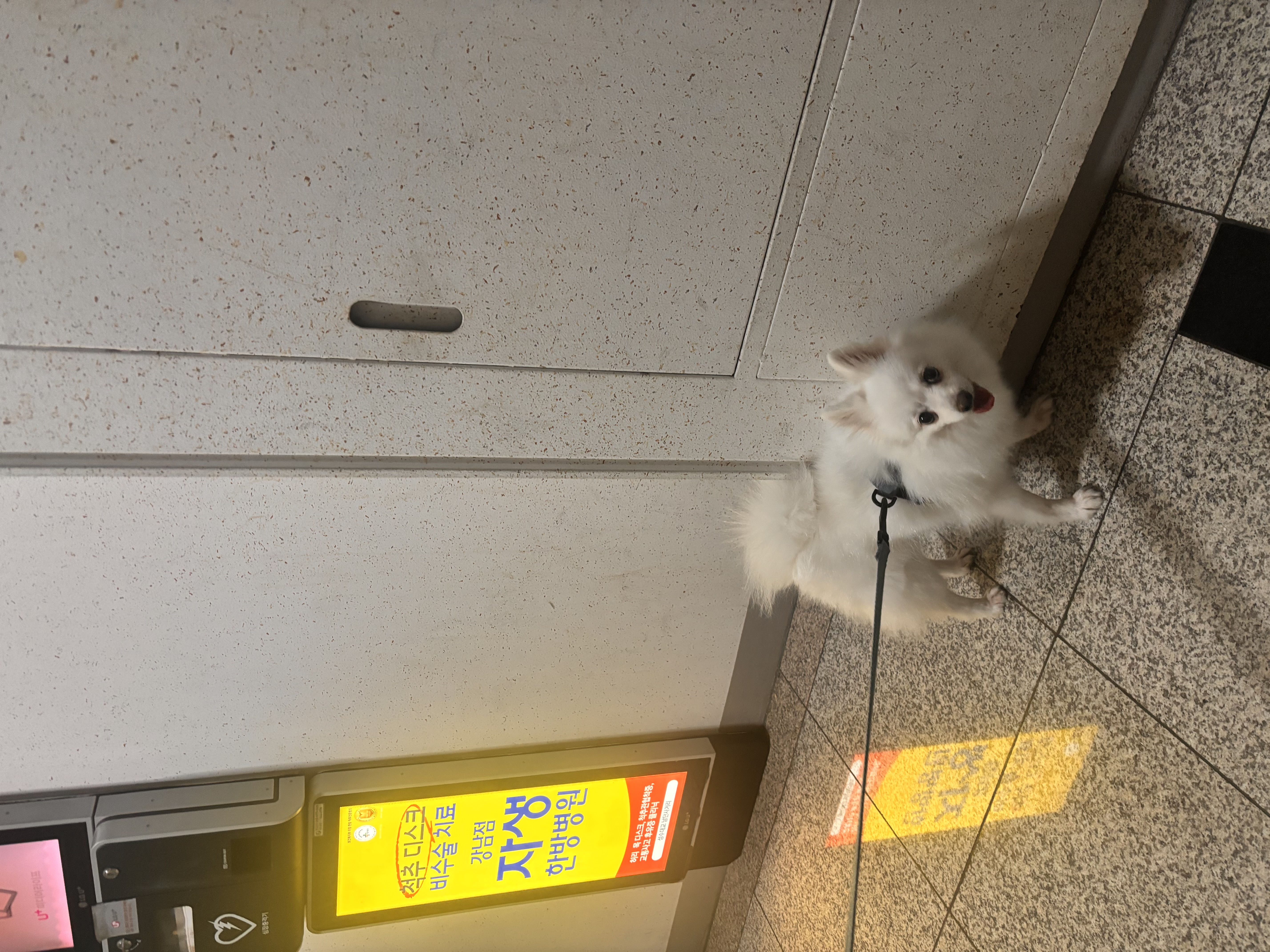 뽀해 임시보호4개월차