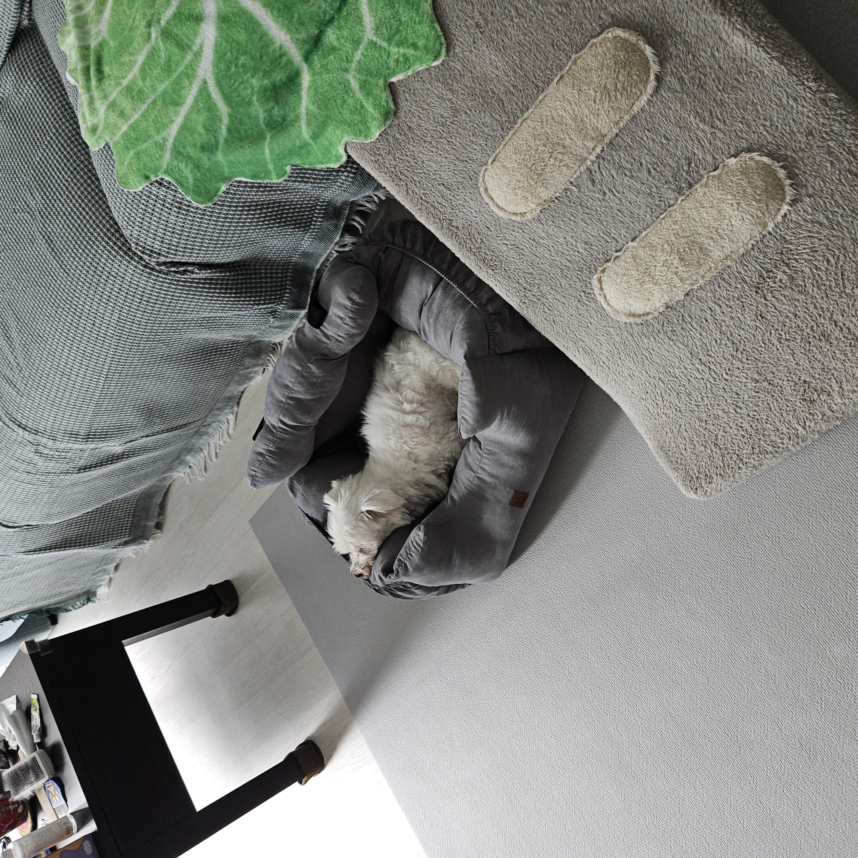 빠숑이 임보 1개월 