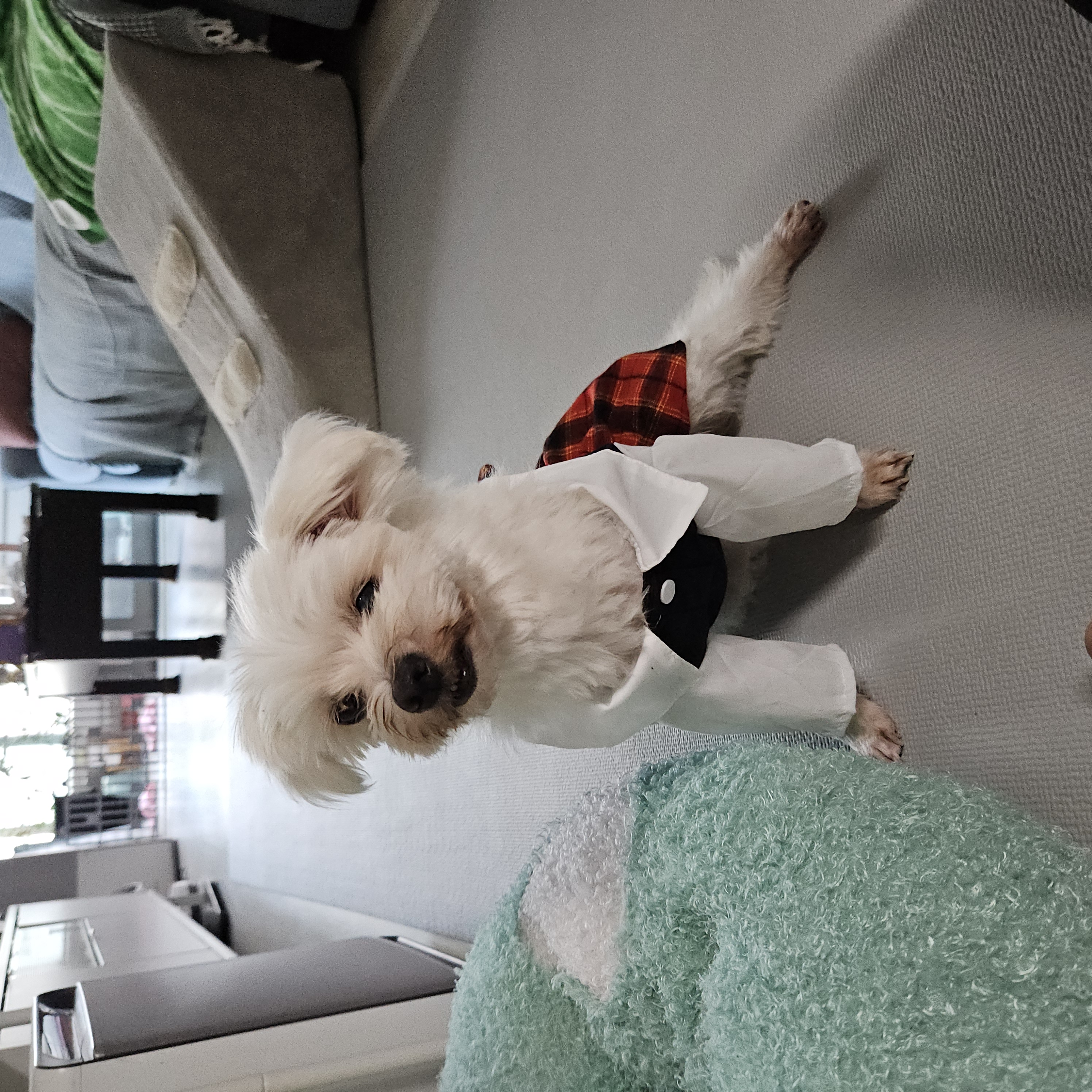 빠숑이 임보 1개월 