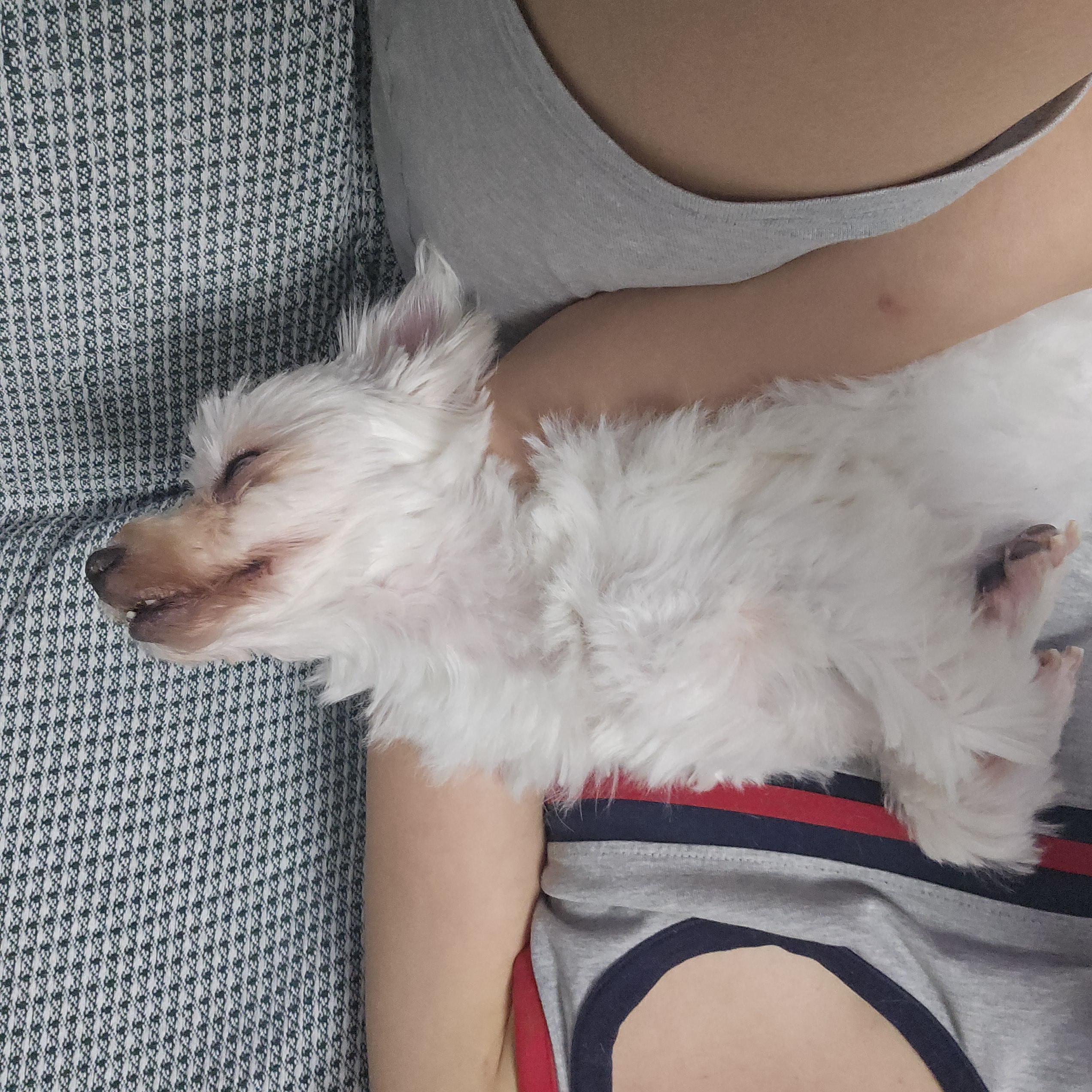 빠숑이 임보 1개월 