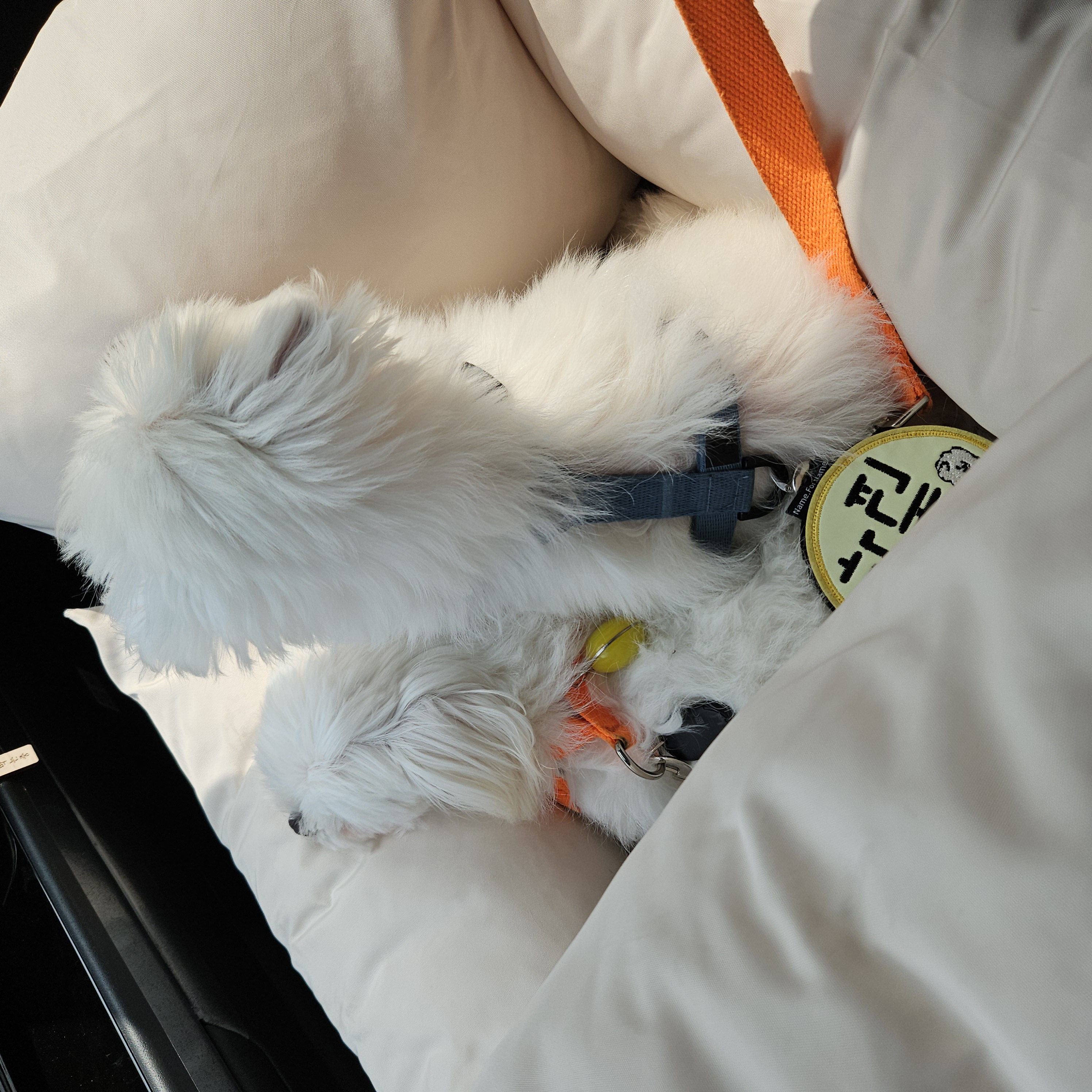 빠숑이 임보 1개월 